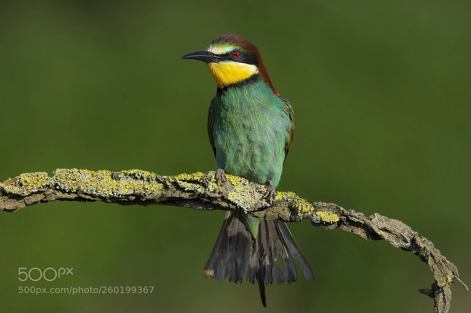 Nikon D7200 sample photo. Gruccione - bee eater photography