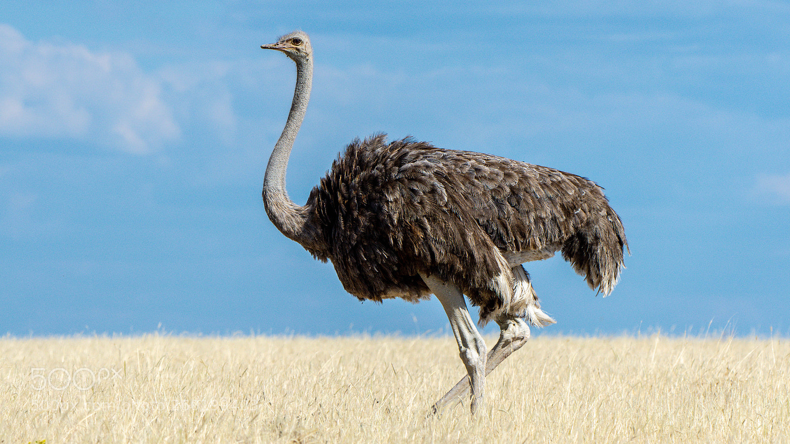Pentax K-3 II sample photo. Ostrich photography