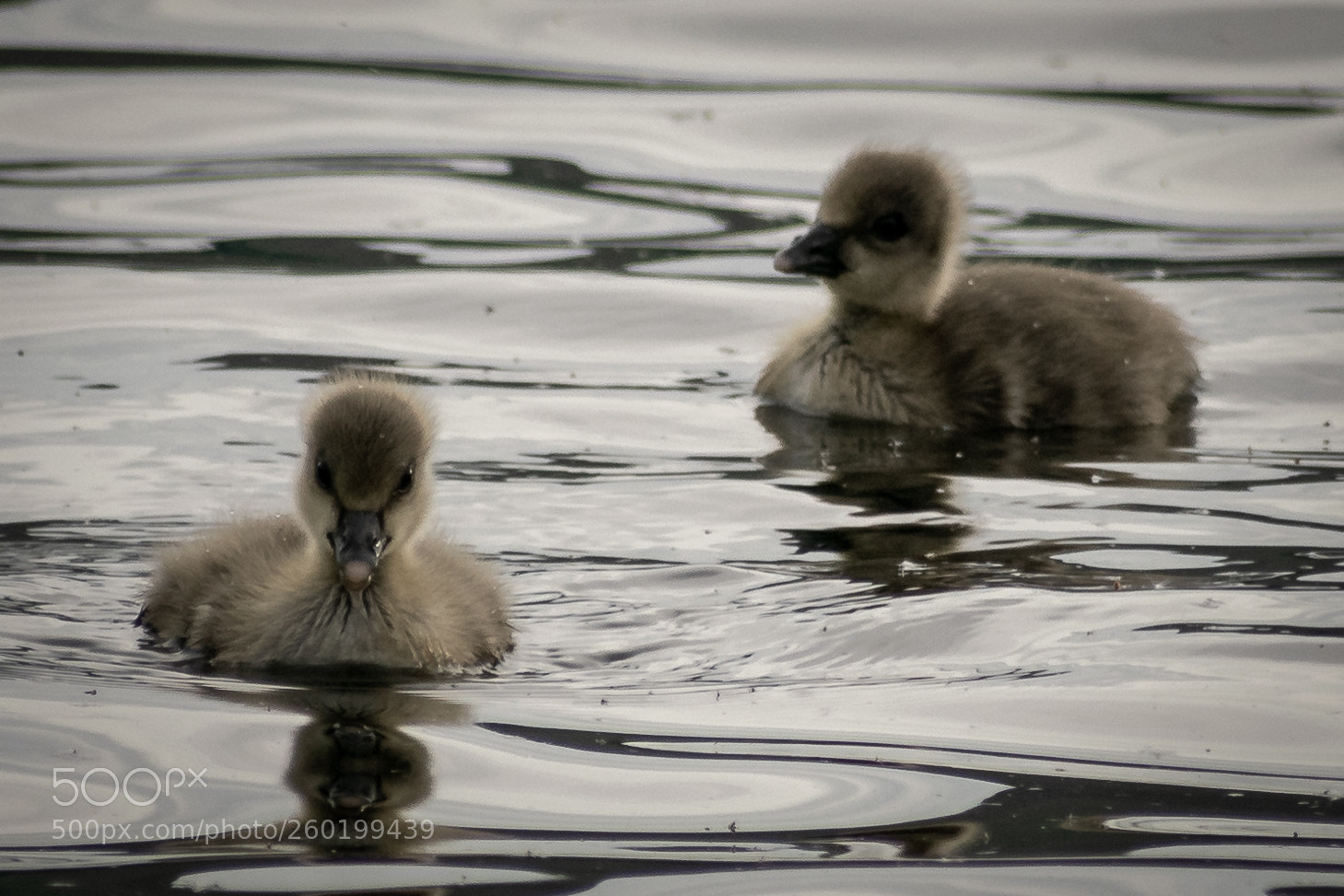 Nikon D5300 sample photo. Goslings photography