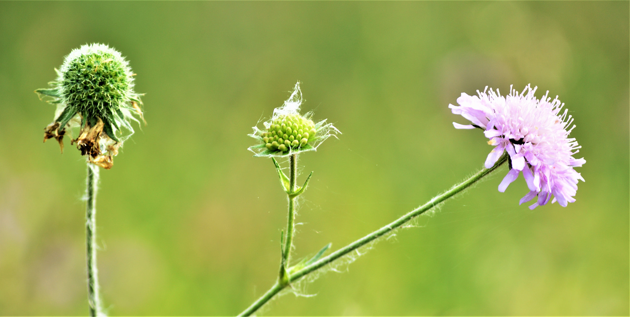 Nikon D3200 sample photo
