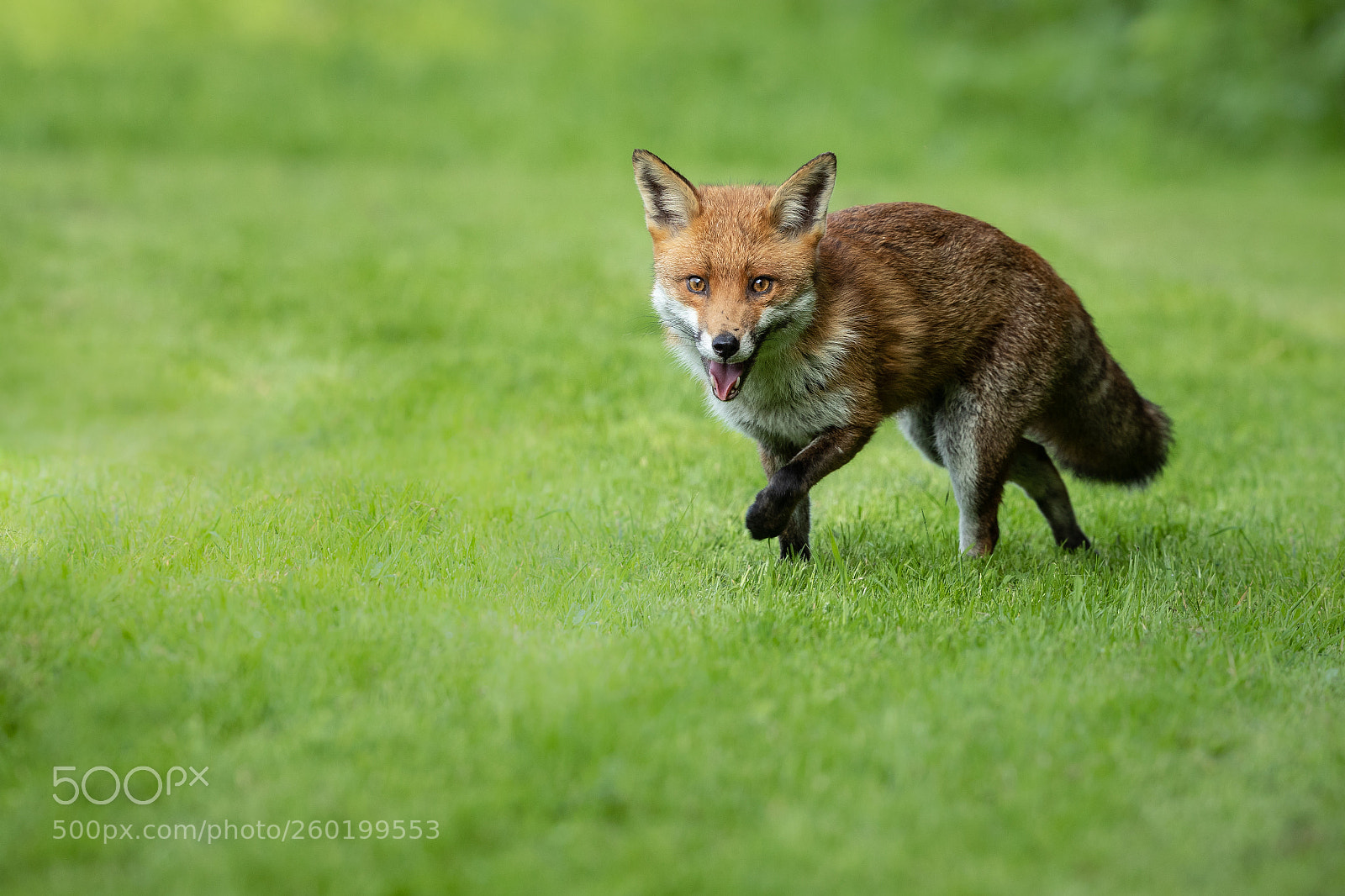 Canon EOS-1D X Mark II sample photo. Fox photography