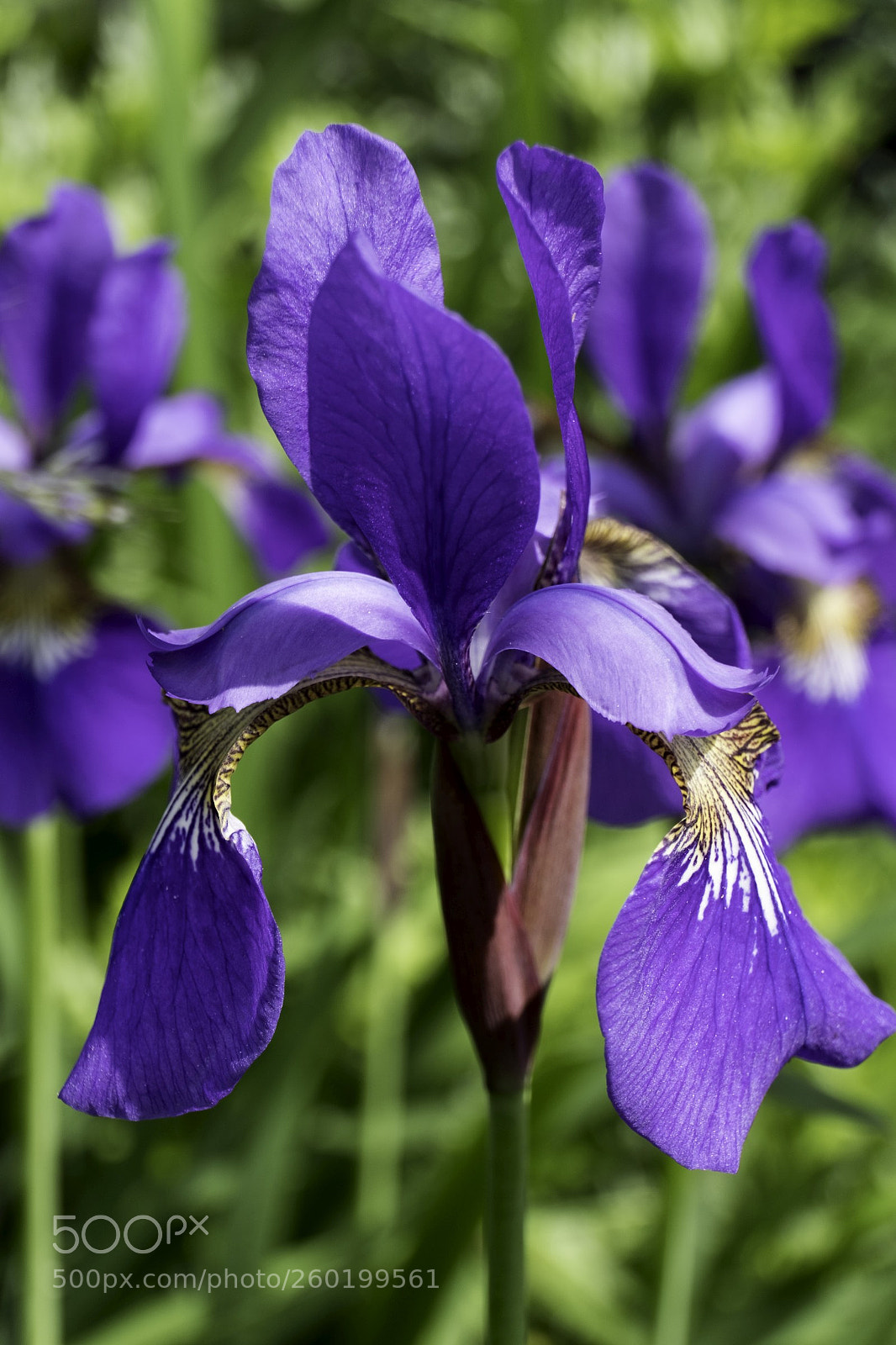 Fujifilm X-T20 sample photo. Iris photography