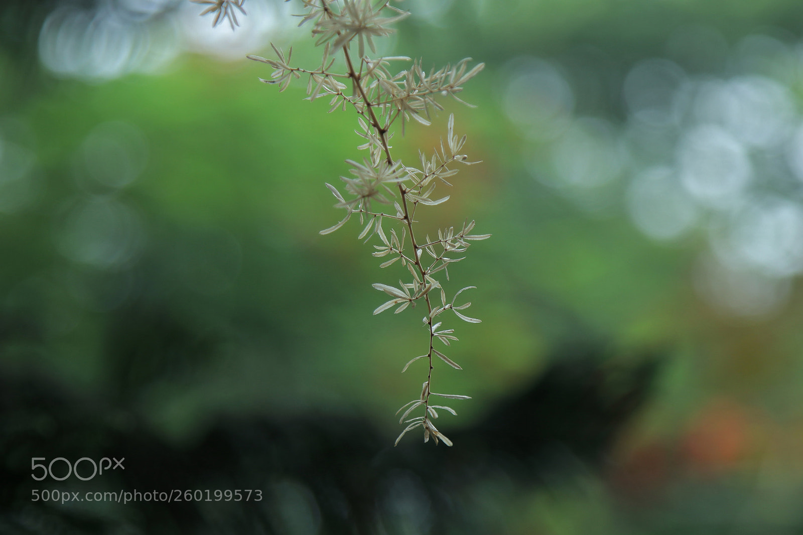 Canon EOS 80D sample photo. Untitled photography