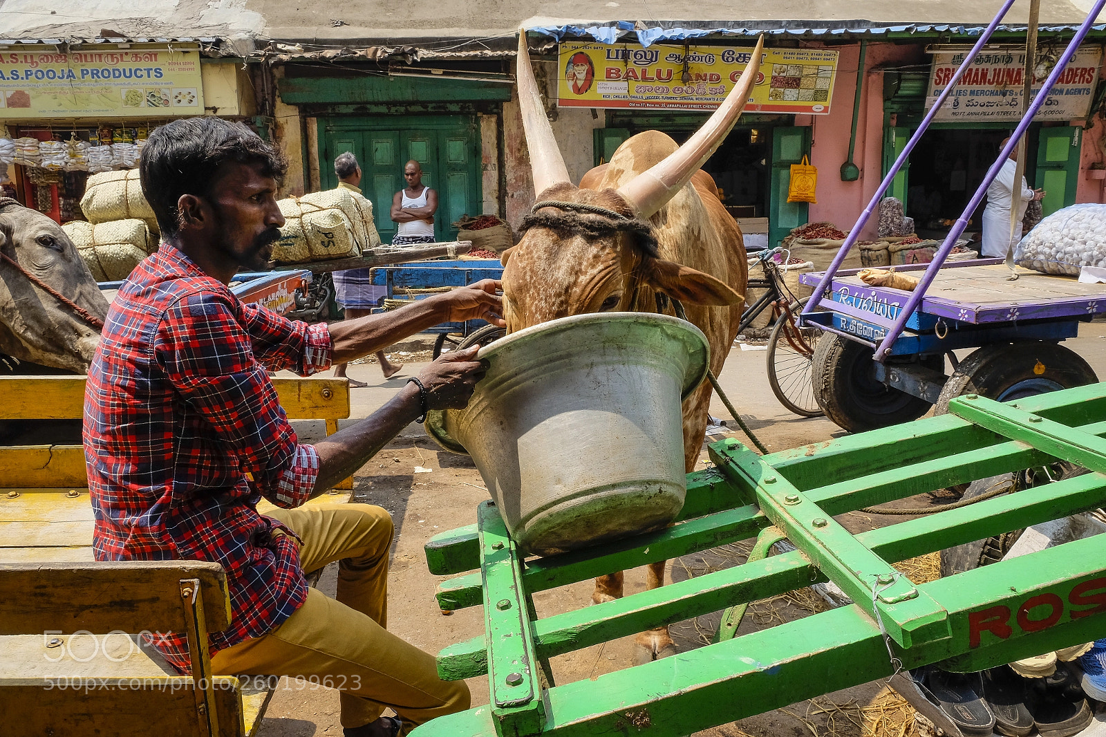 Fujifilm X-T1 sample photo. Vache sacrée . photography