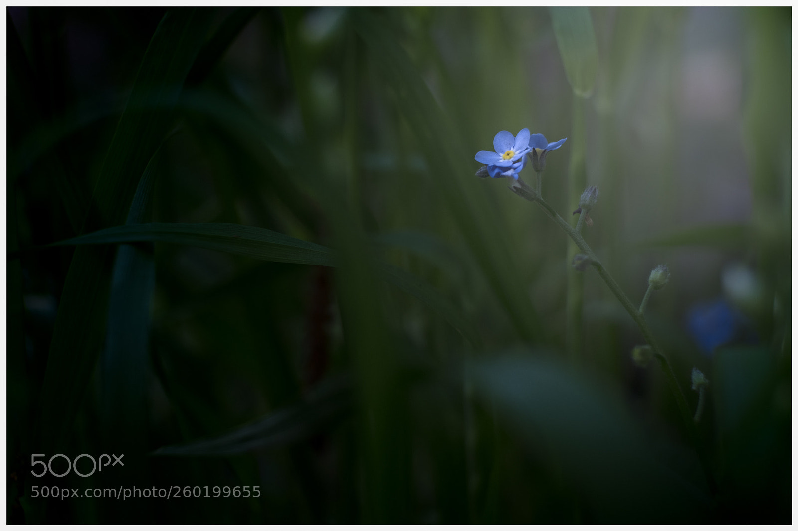 Fujifilm X-T20 sample photo. Forget me not. v1 photography