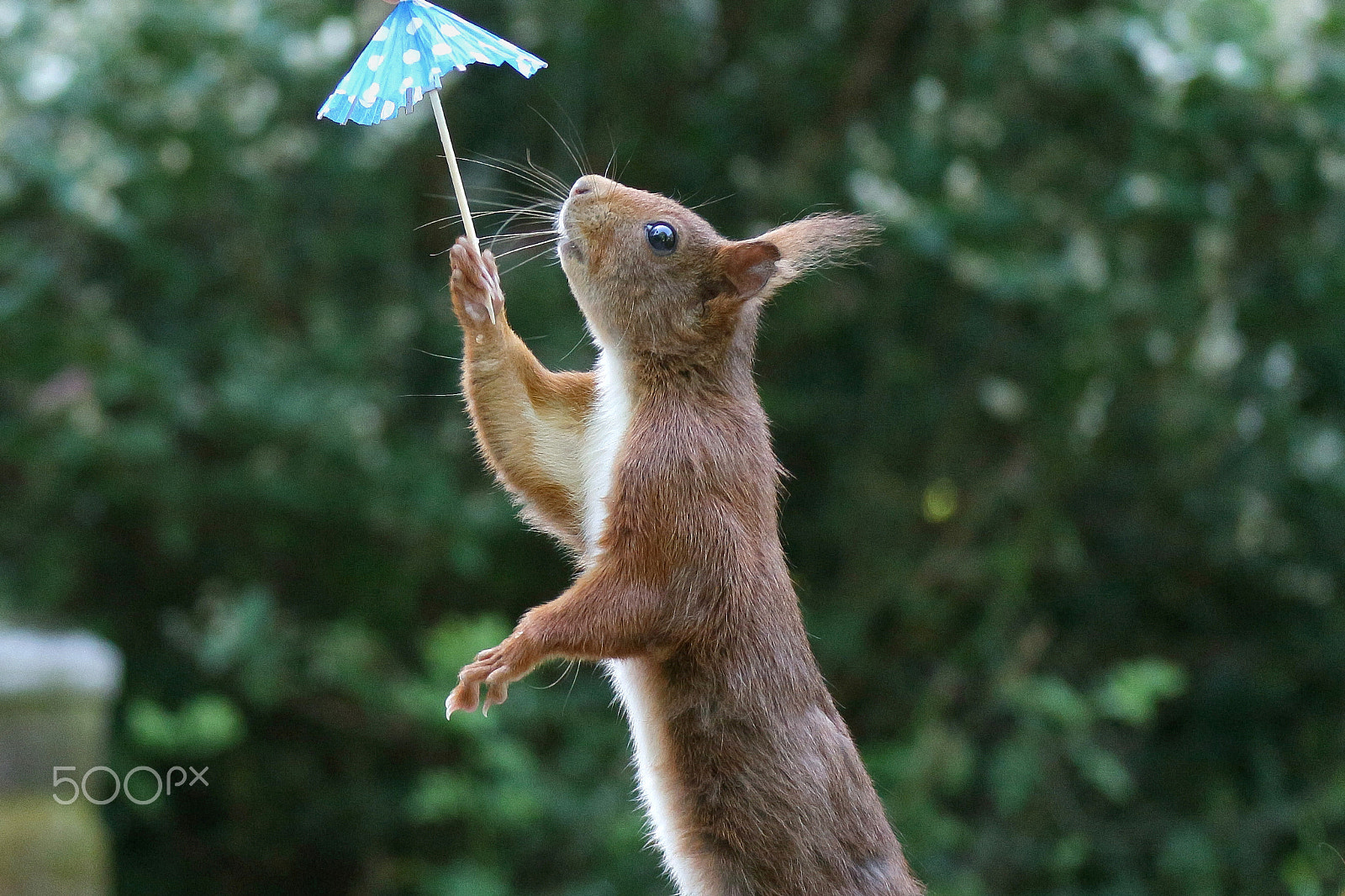 Canon EOS M10 sample photo. Squirrels don´t need a sun umbrella photography