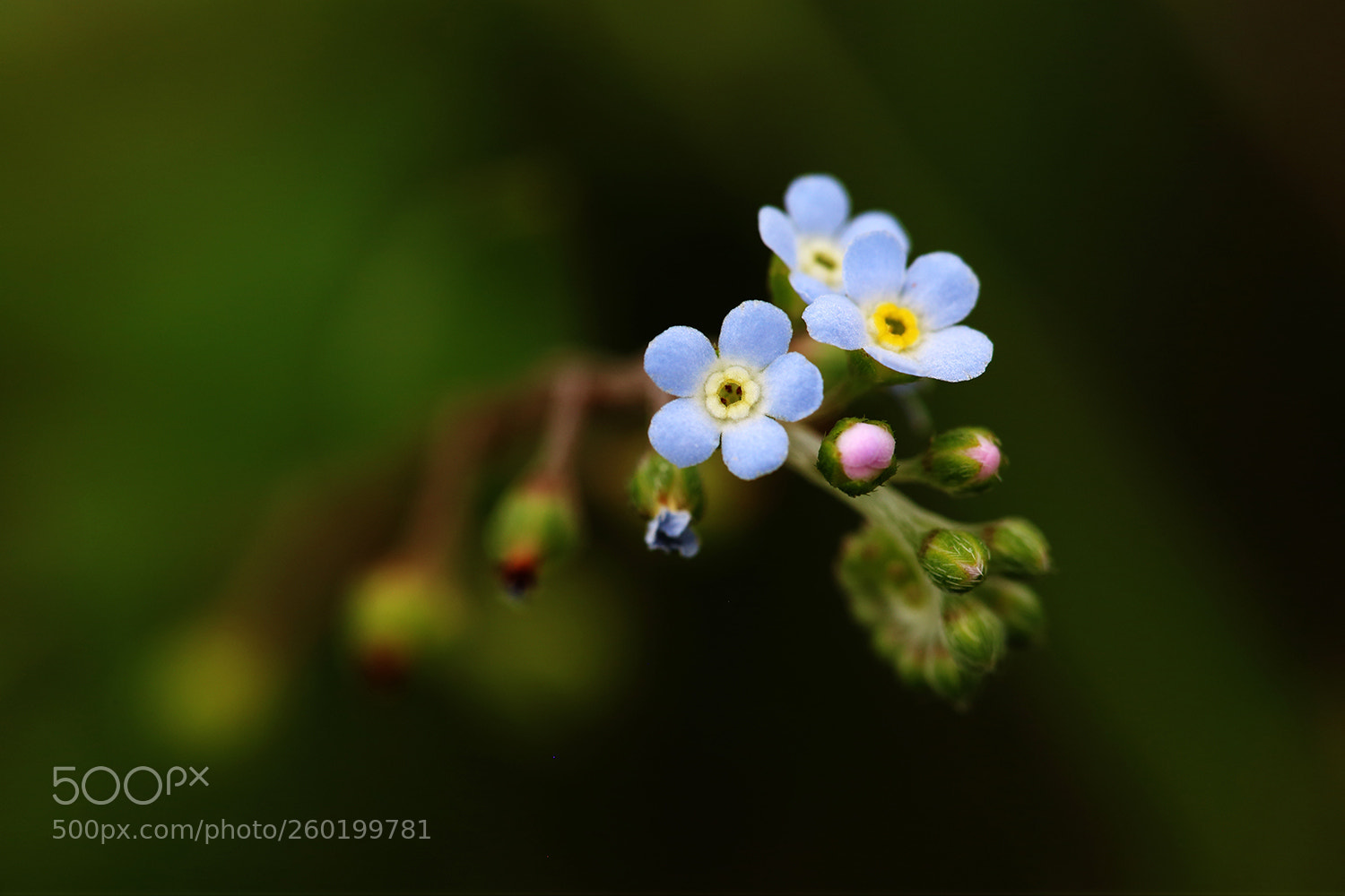Canon EOS 6D sample photo. 附地菜 photography