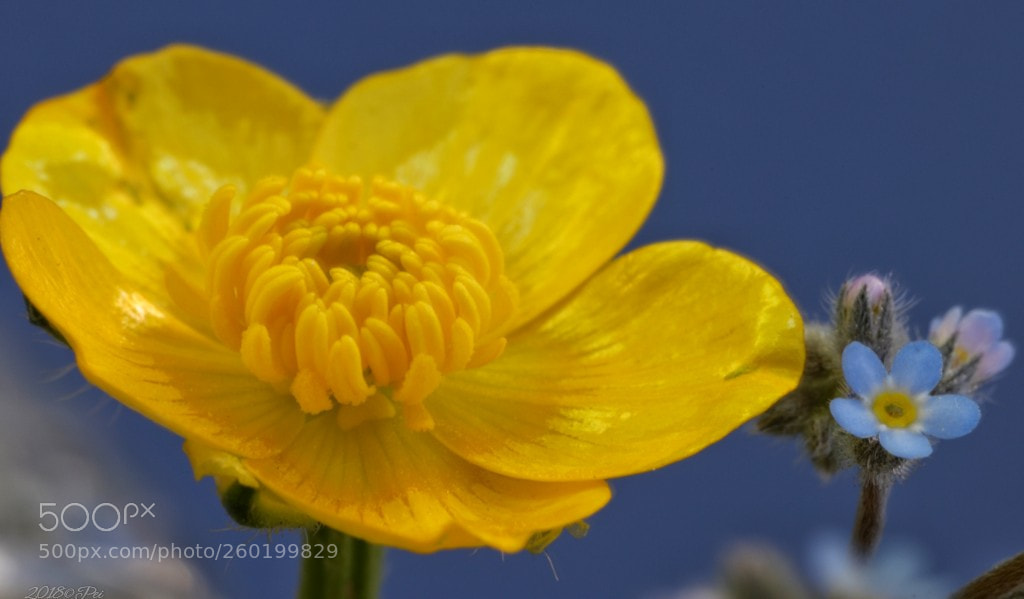 Canon EOS 5D Mark IV sample photo. Untitled photography