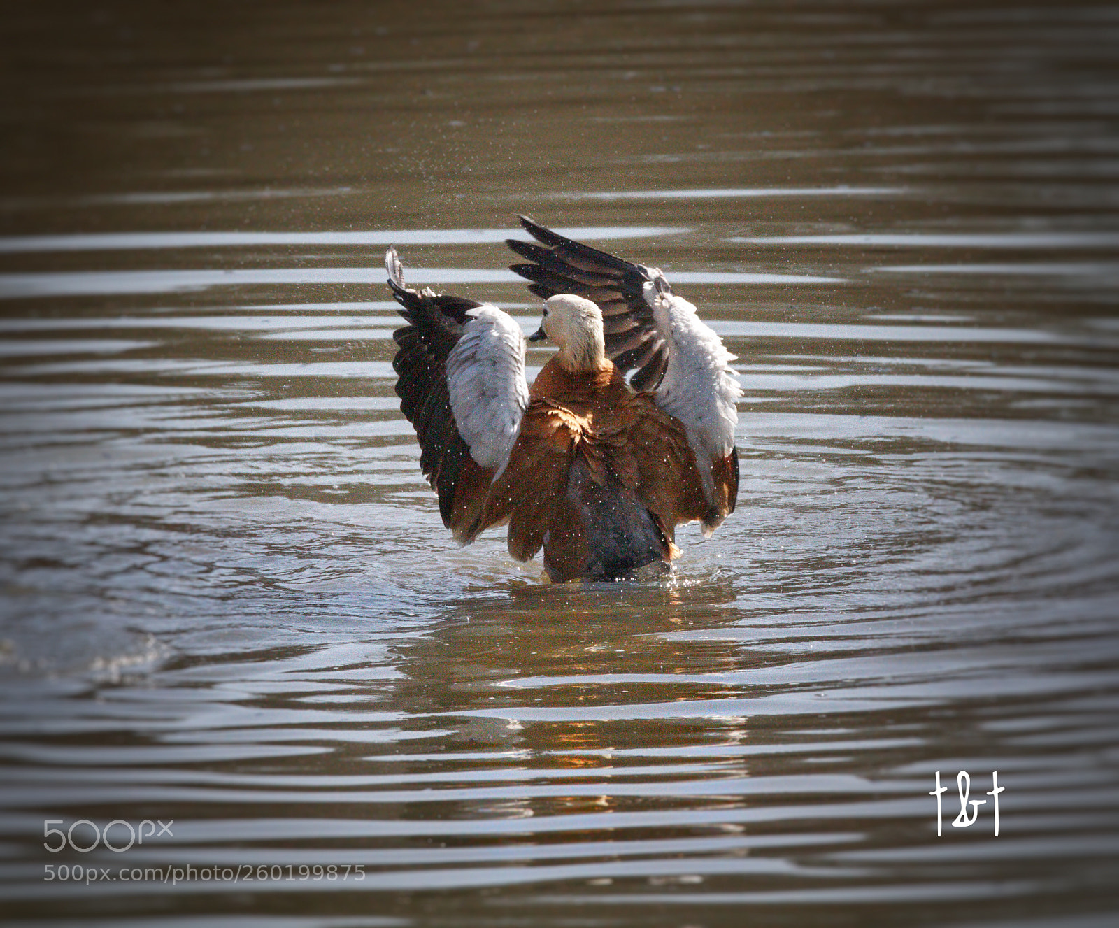 Canon EOS 7D sample photo. Untitled photography