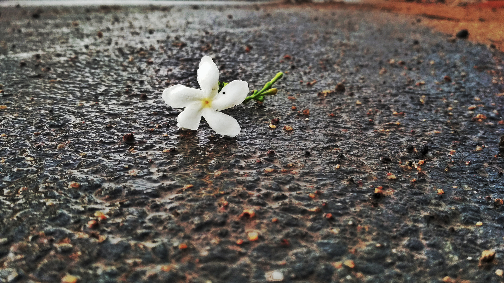 Xiaomi Redmi 4 Pro sample photo. Untitled photography