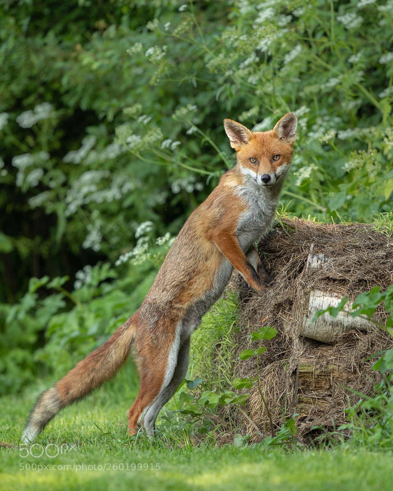 Canon EOS-1D X Mark II sample photo. Fox 2 photography