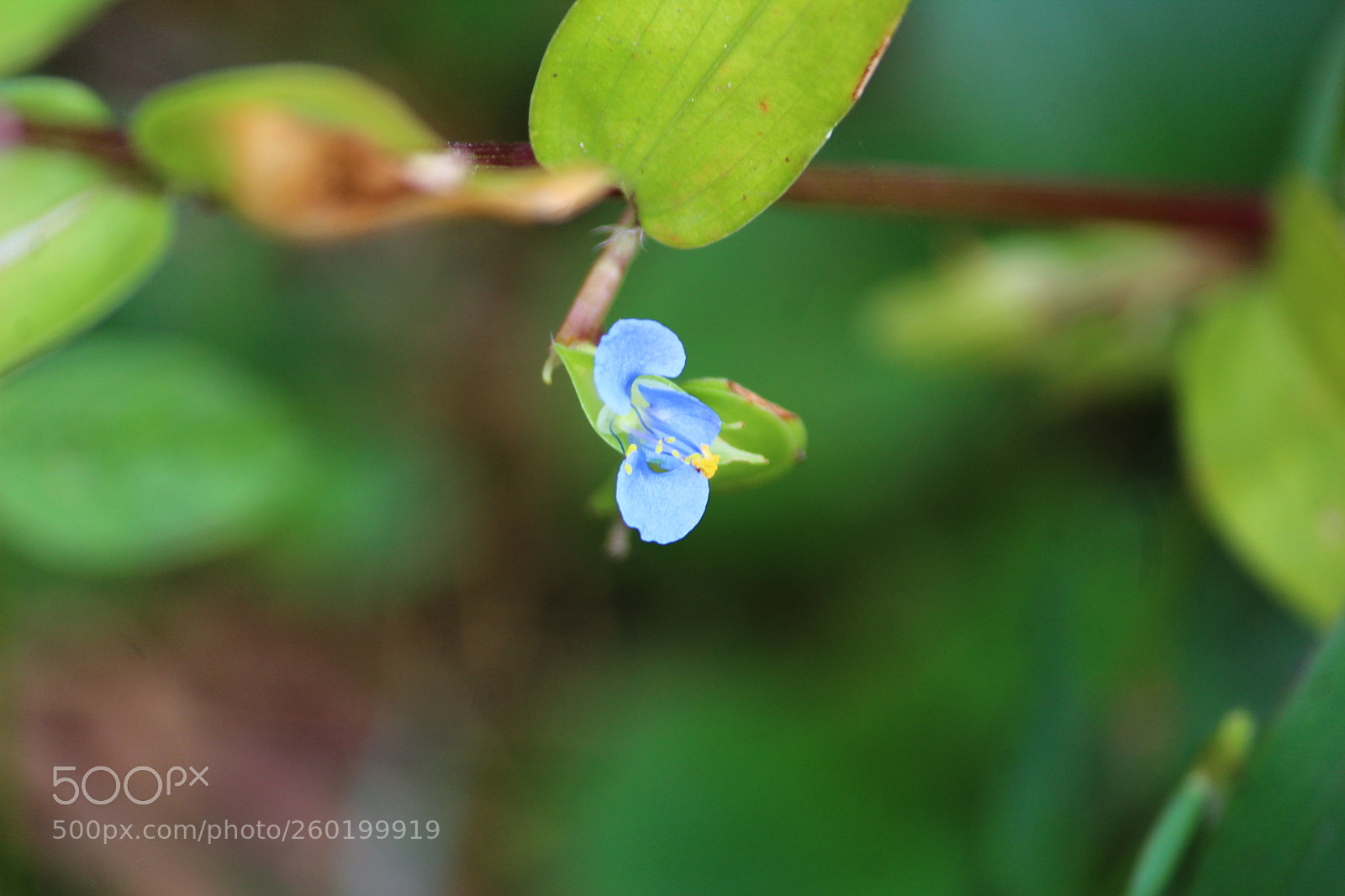 Canon EF-S 55-250mm F4-5.6 IS II sample photo. Blue blooming flower photography