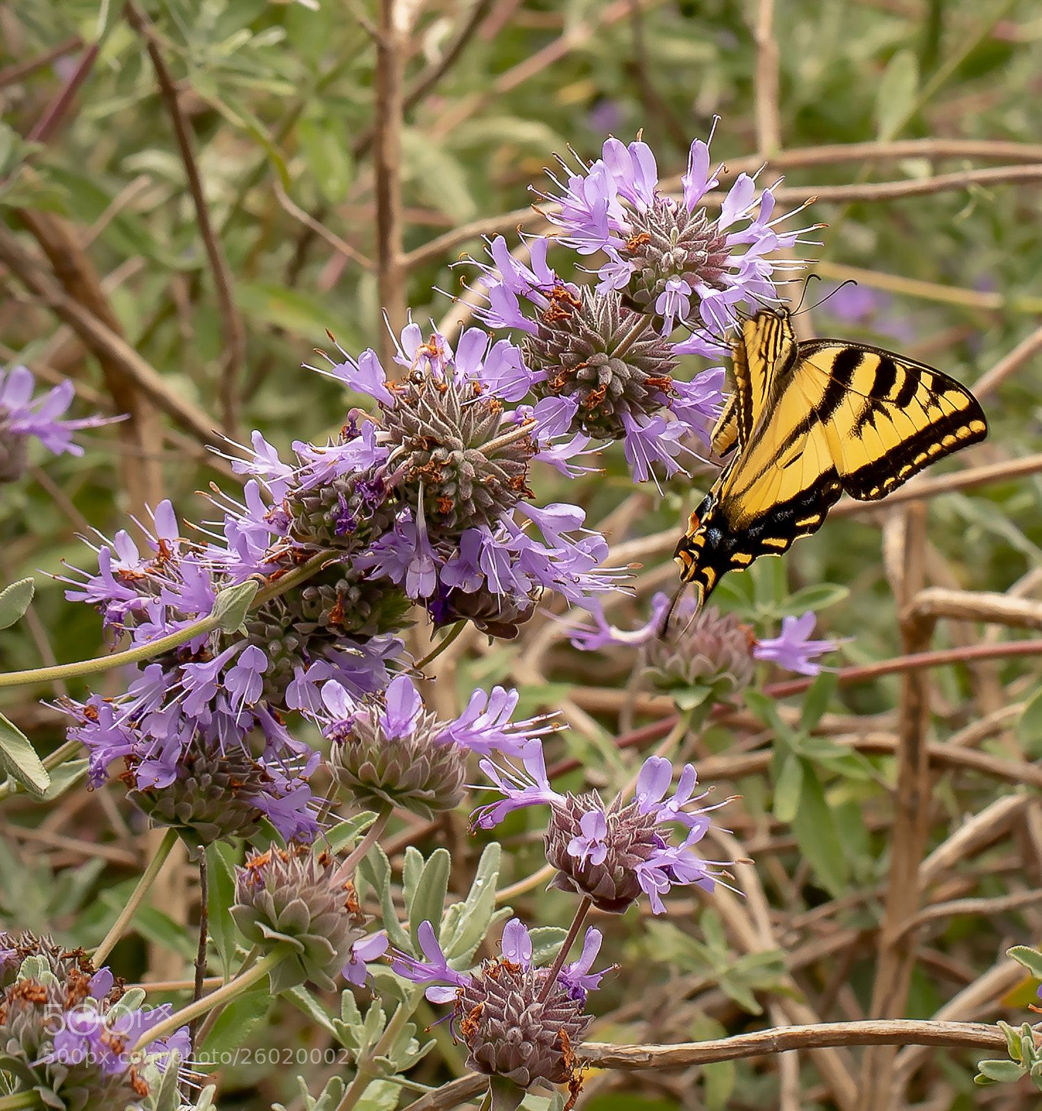 Canon EOS 5D Mark IV sample photo. Yellow butterfly photography