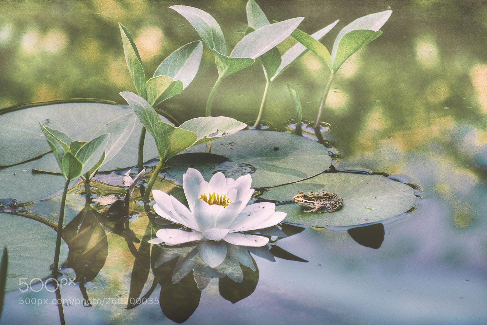 Nikon D5200 sample photo. Conversation photography