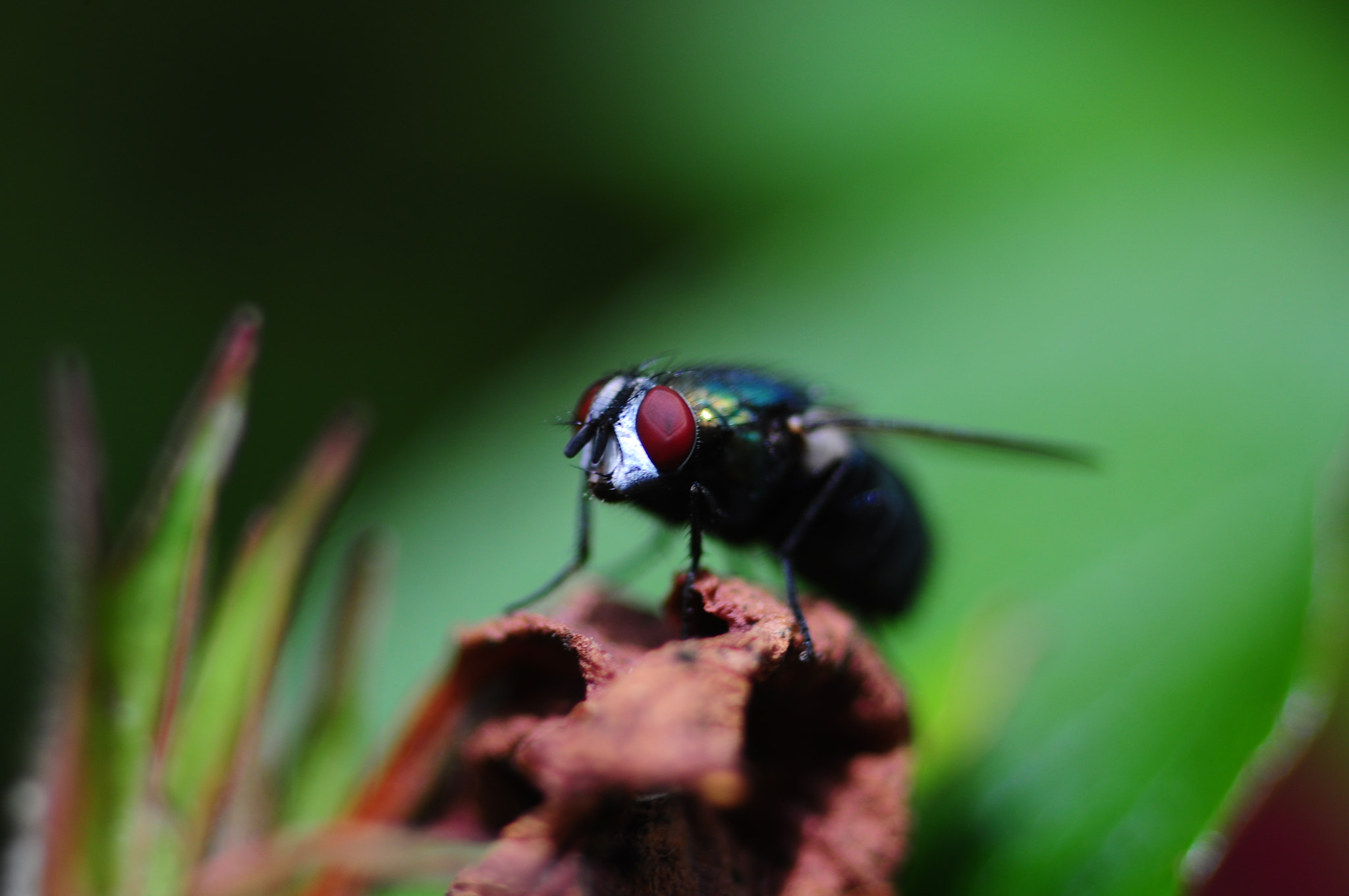 Nikon D90 + Sigma 105mm F2.8 EX DG Macro sample photo. Fly 2 photography