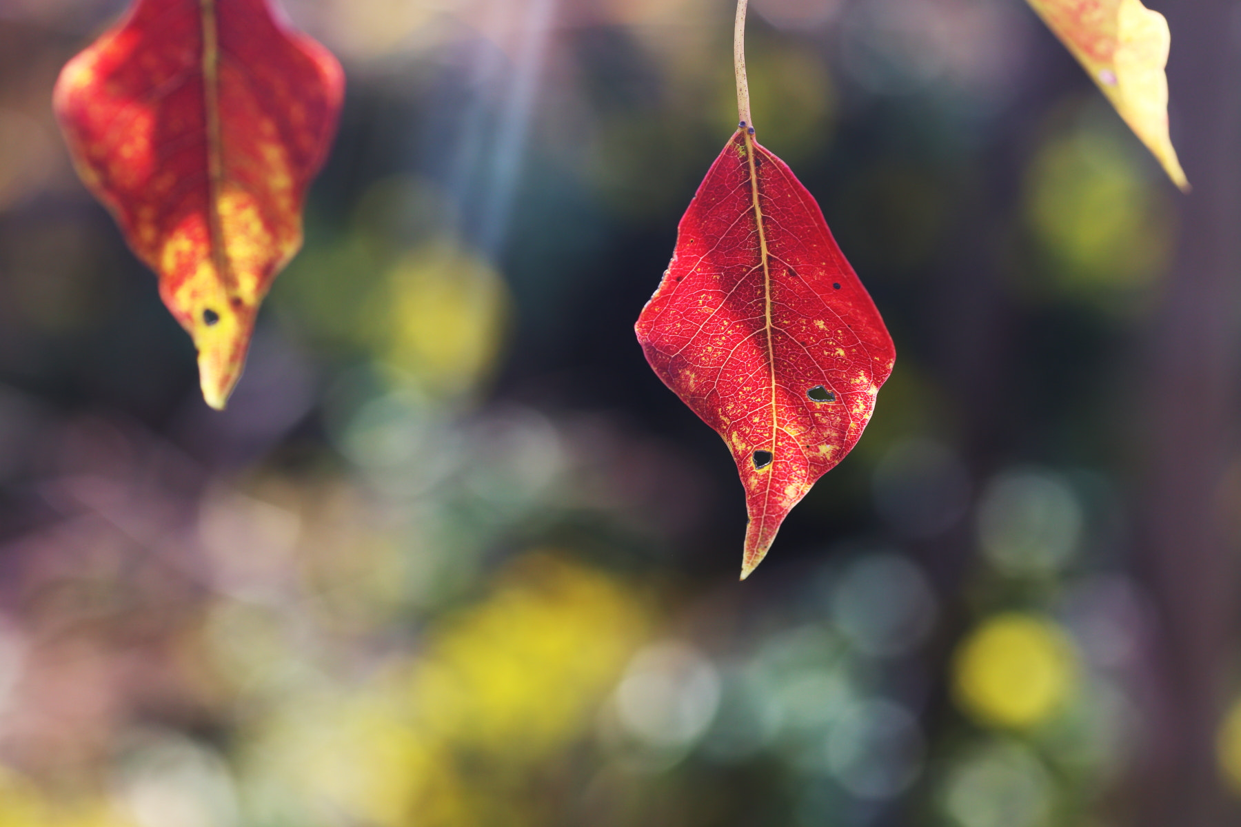 Canon EOS 6D + Tamron SP AF 90mm F2.8 Di Macro sample photo. 红叶 photography