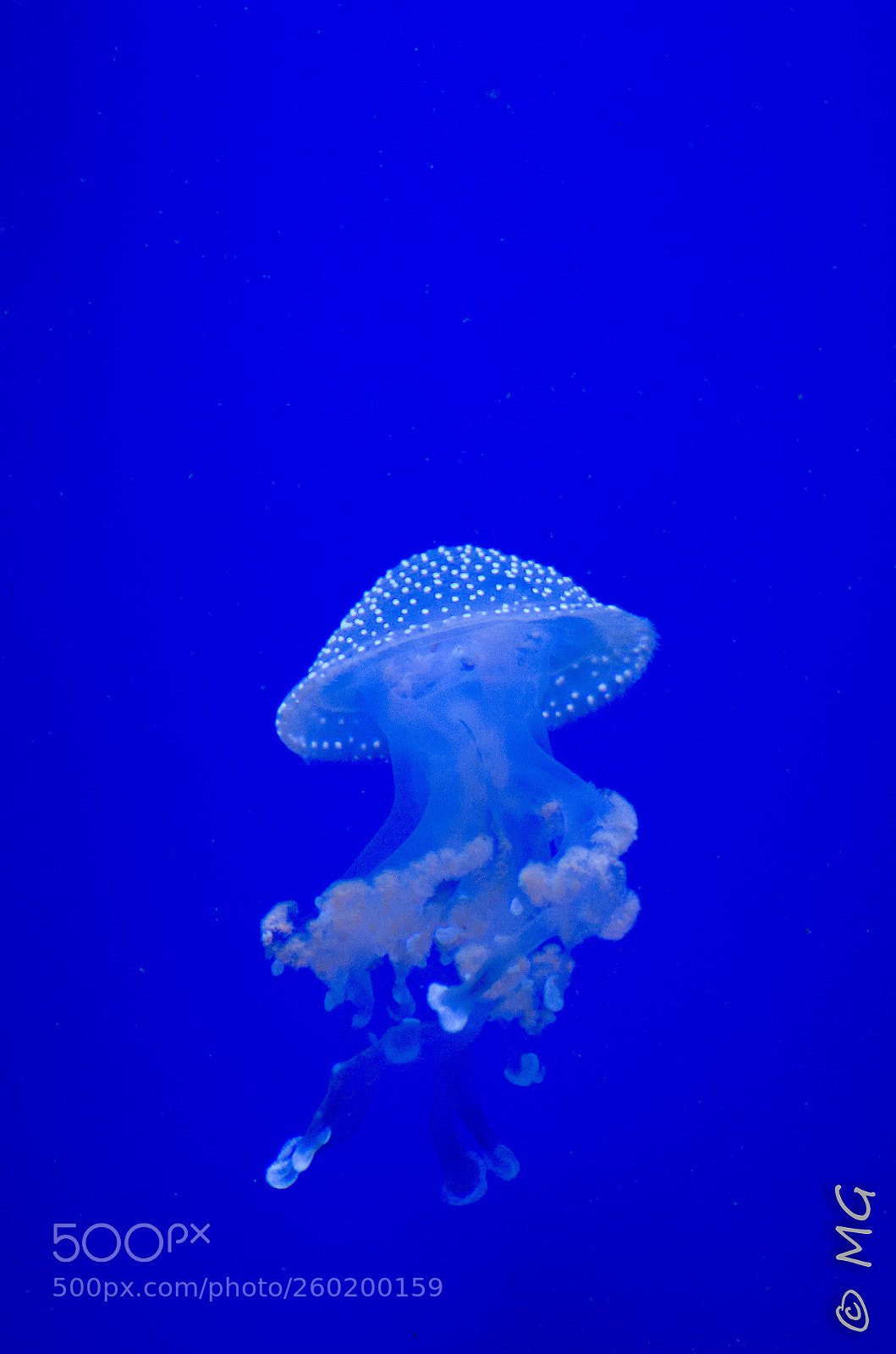 Pentax K-30 sample photo. Under the ocean photography