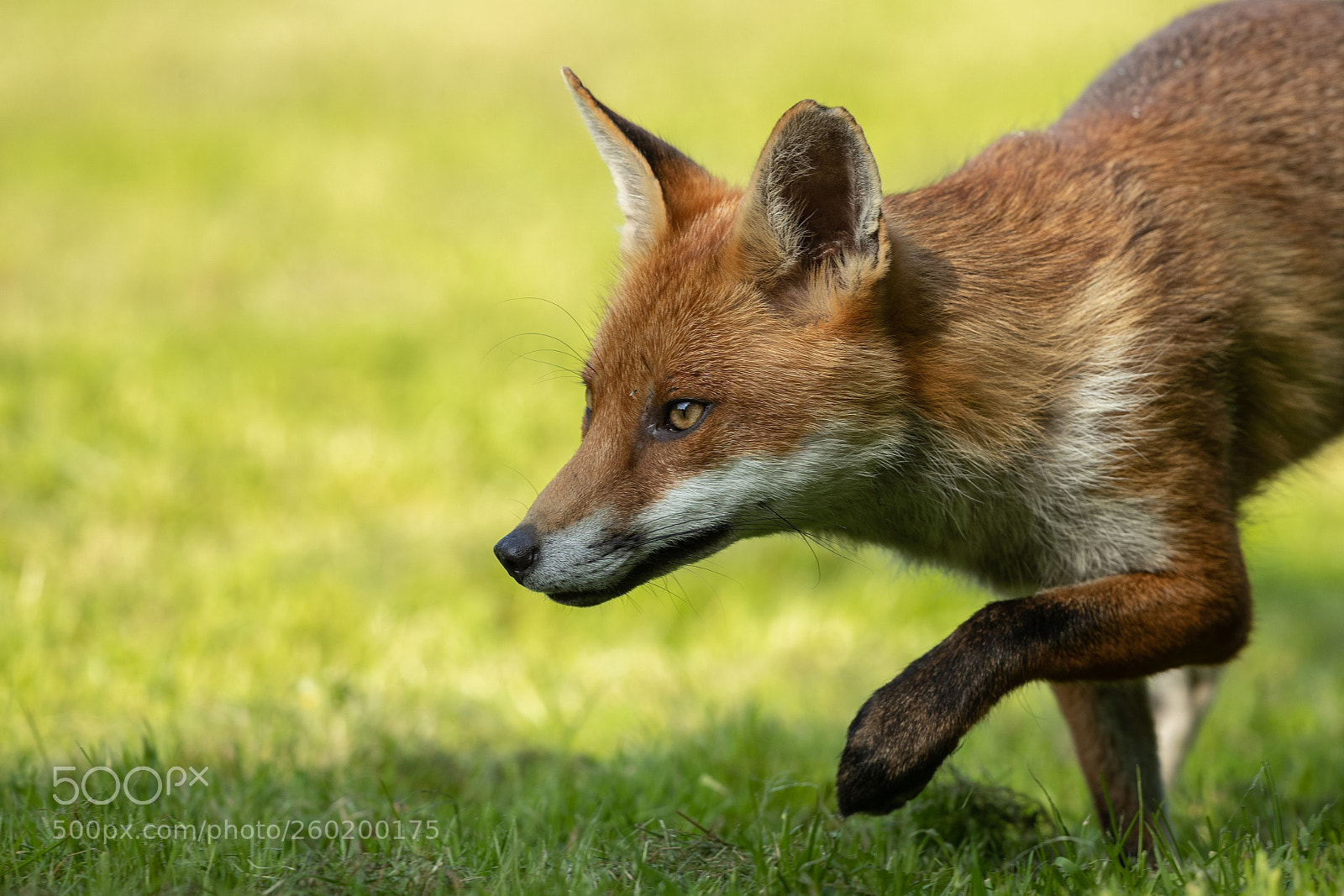 Canon EOS-1D X Mark II sample photo. Fox 3 photography