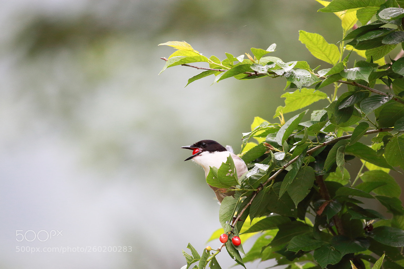 Canon EOS 5D Mark II sample photo. Azure winged magpie photography