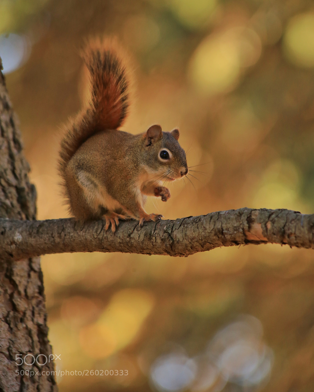 Canon EOS 6D sample photo. Squirrel photography