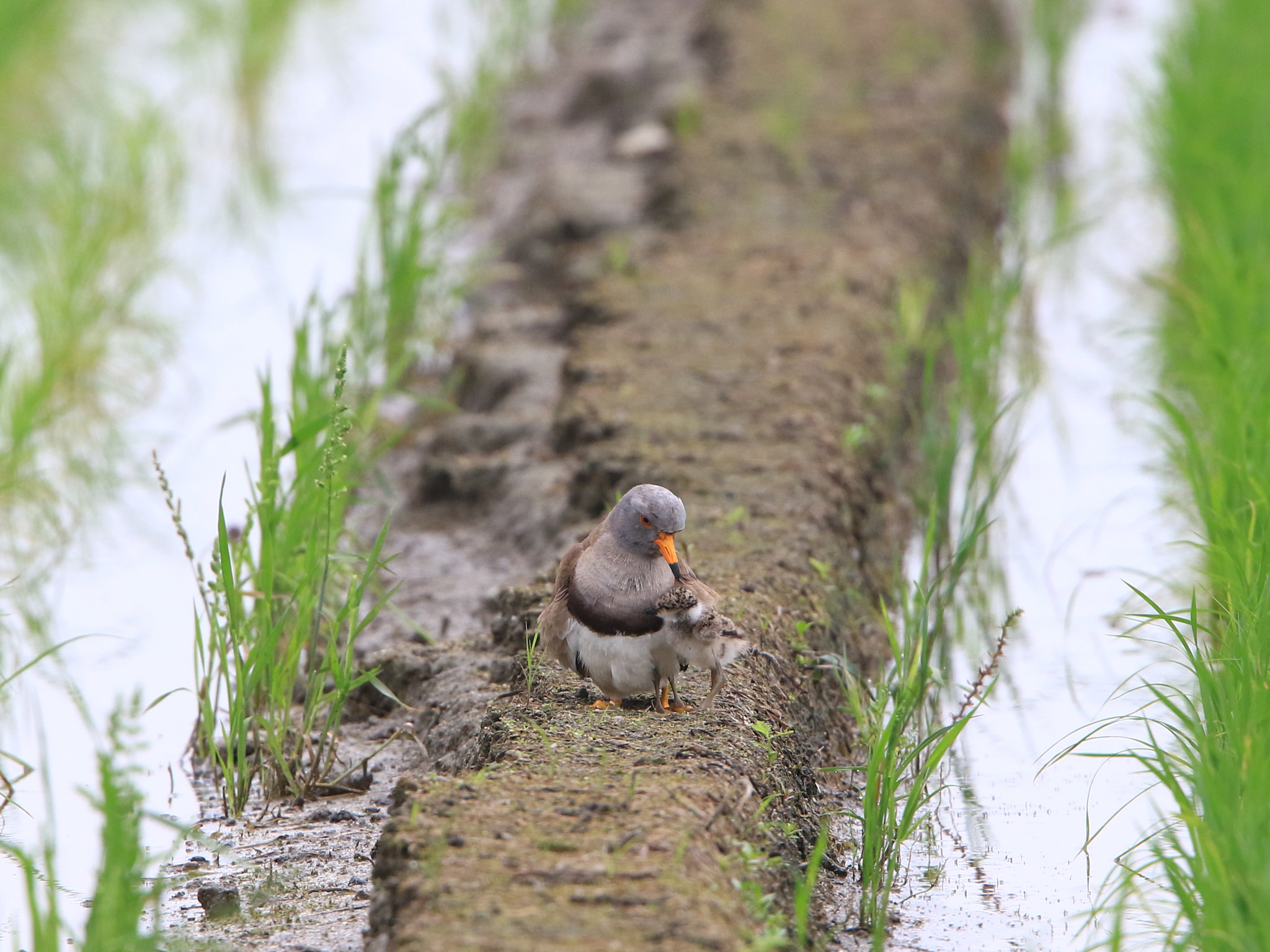 Canon EOS 7D Mark II + Canon EF 400mm F2.8L IS USM sample photo. Love photography