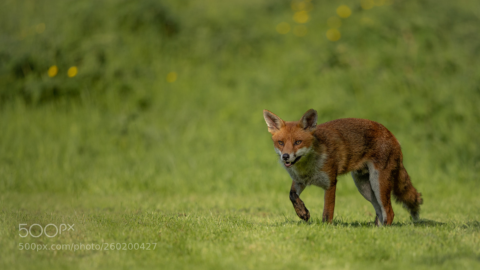Canon EOS-1D X Mark II sample photo. Fox 4 photography