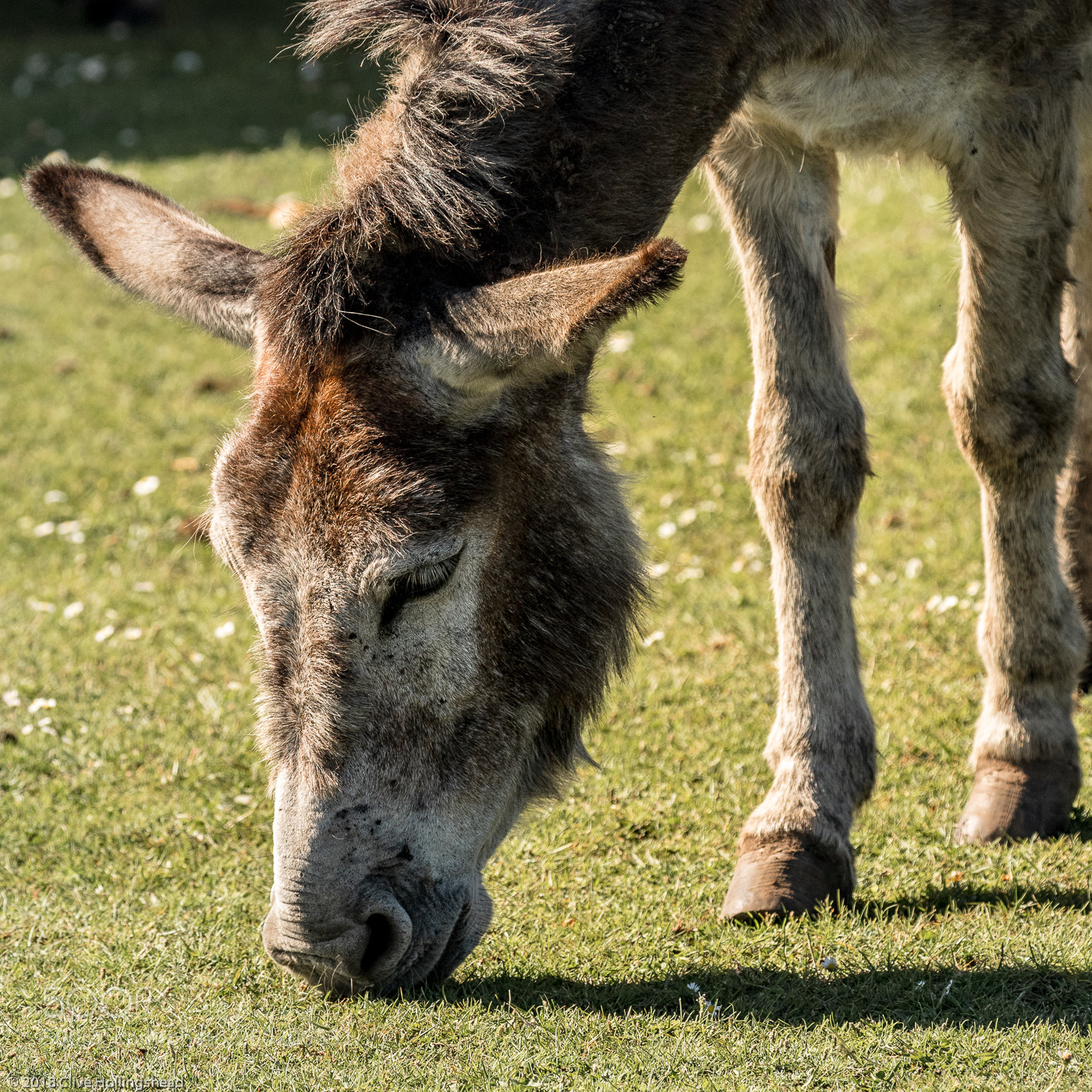Canon EOS 7D Mark II sample photo. Did i mention donkeys? photography