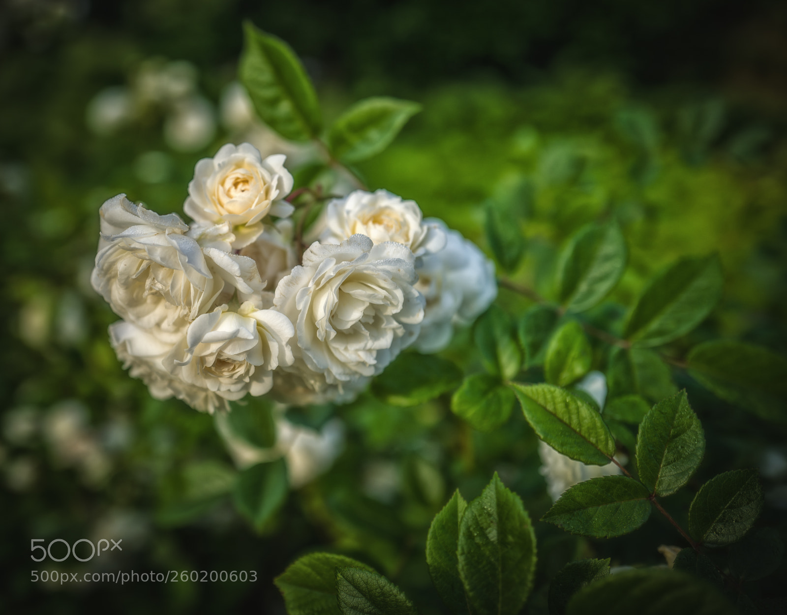 Leica Q (Typ 116) sample photo. Rose photography