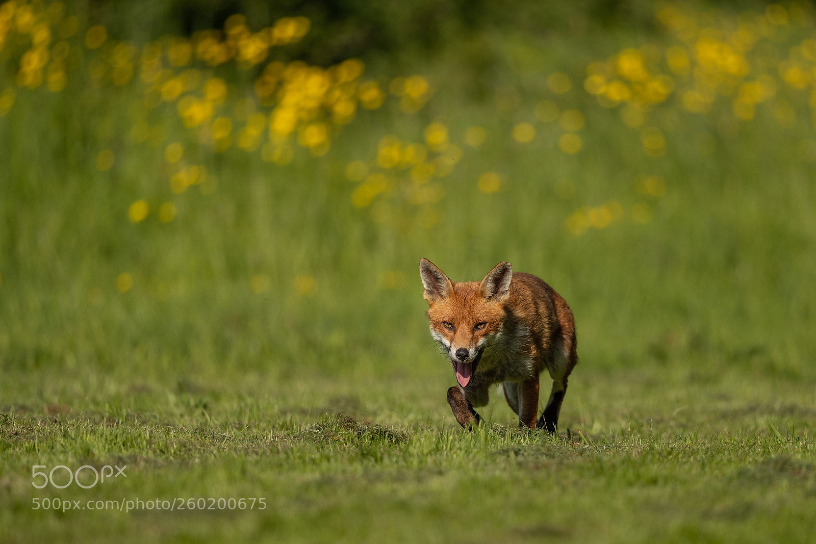 Canon EOS-1D X Mark II sample photo. Fox 5 photography