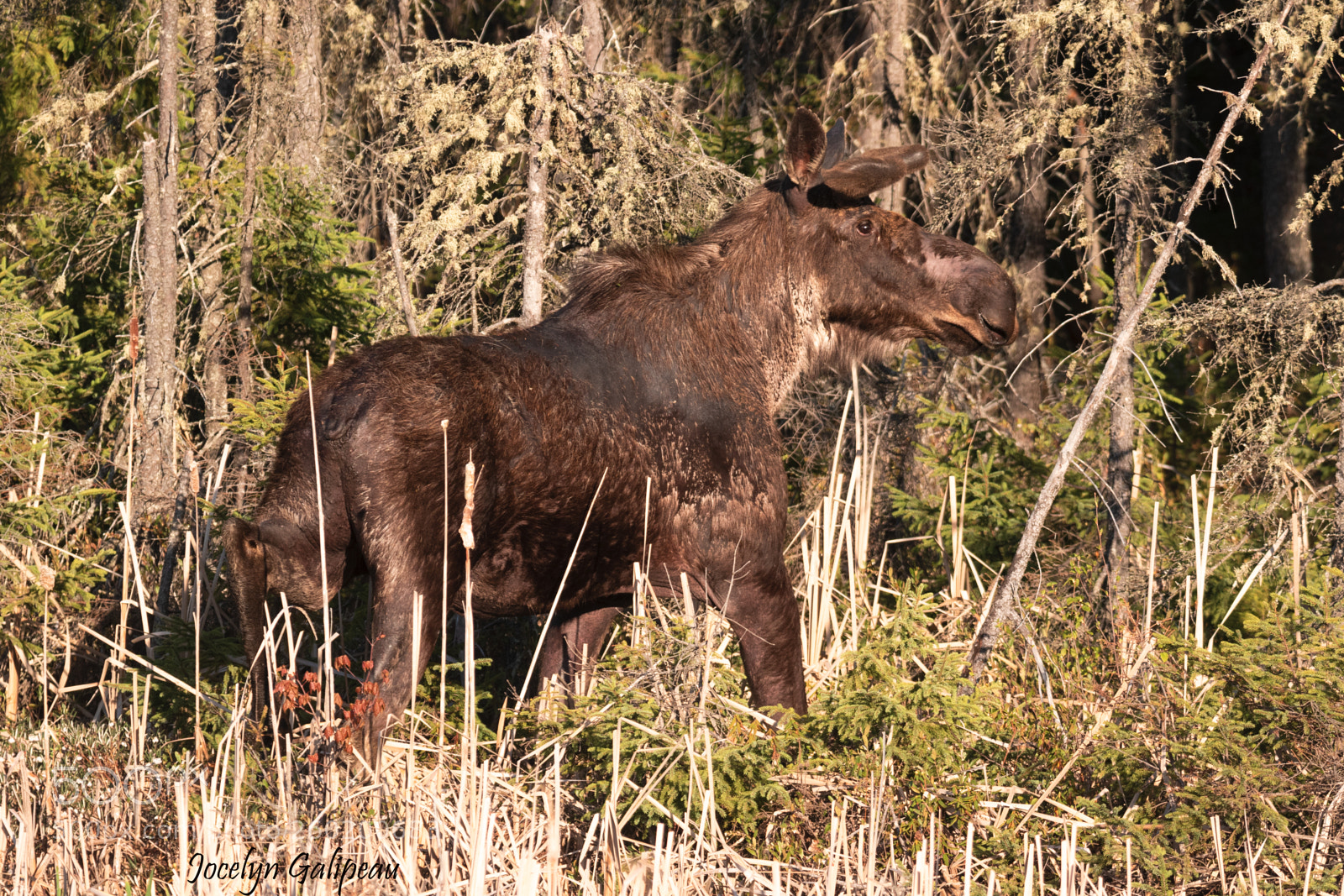 Canon EOS 7D Mark II sample photo. Bull moose photography