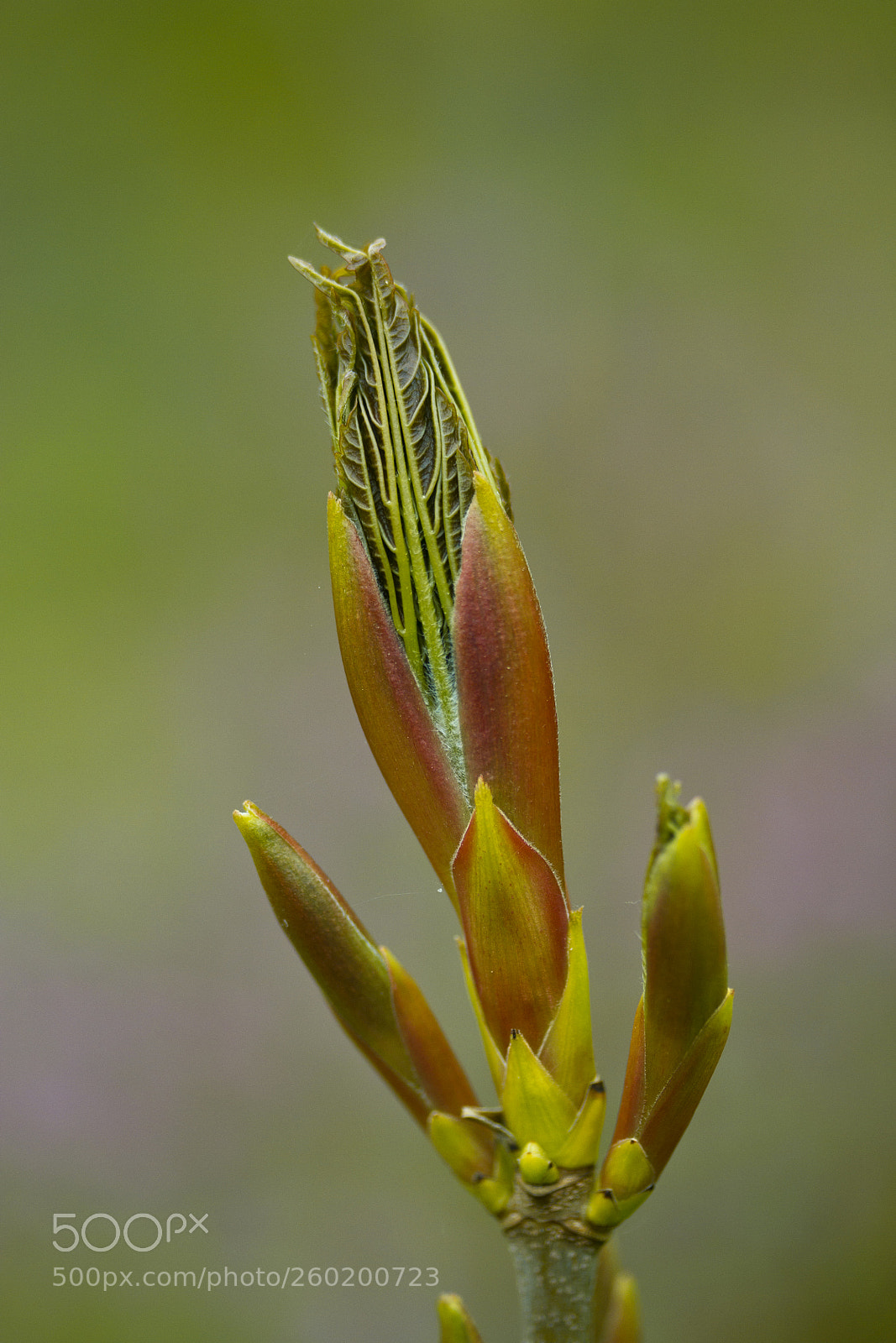 Canon EOS 60D sample photo. Berg-ahorn (acer pseudoplatanus) photography