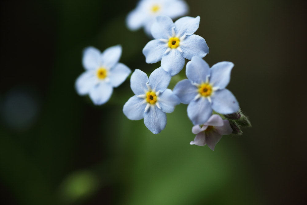 Tamron SP AF 90mm F2.8 Di Macro sample photo. 蓝色 photography