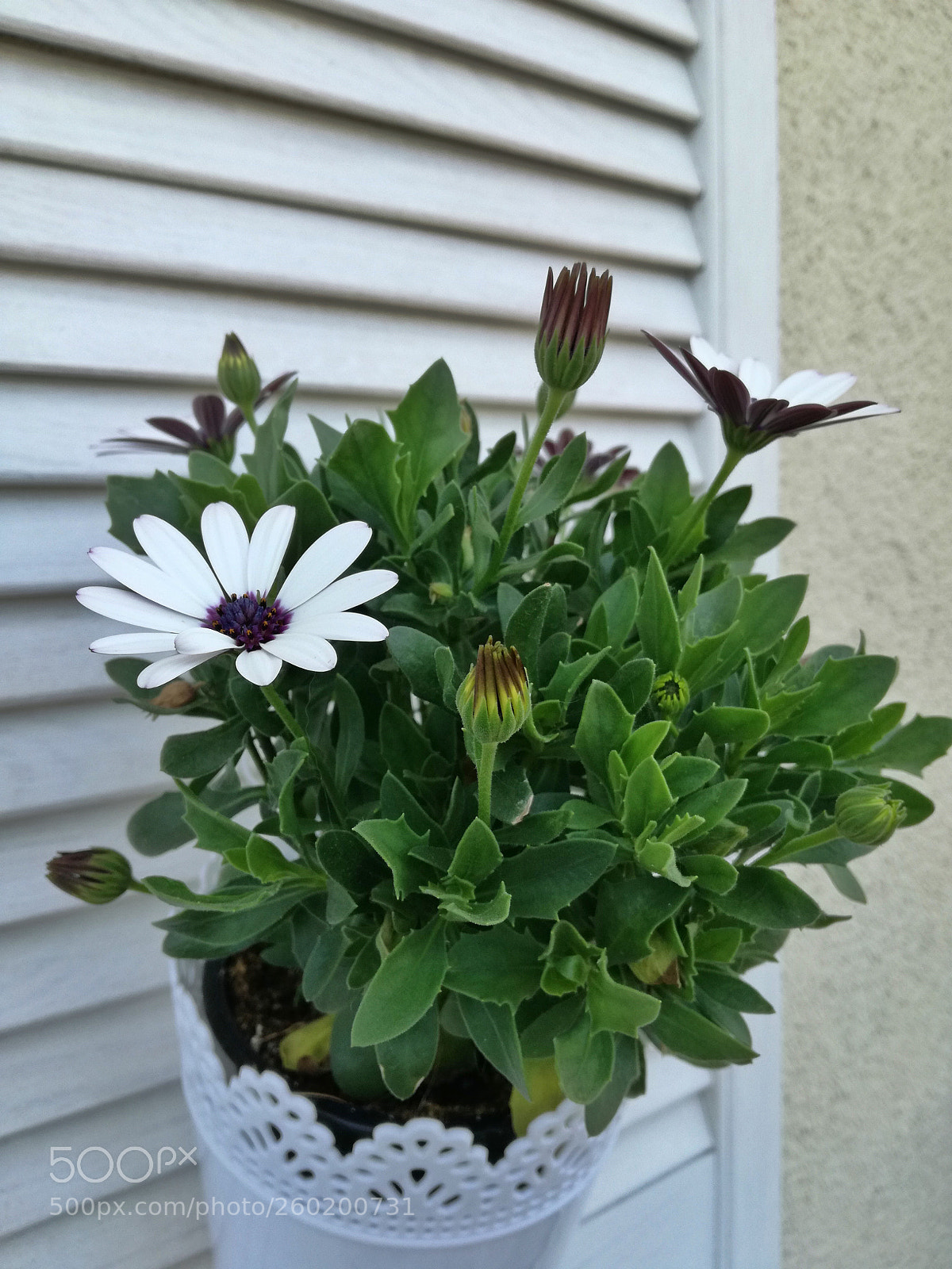 HUAWEI P9 LITE sample photo. Daisies photography