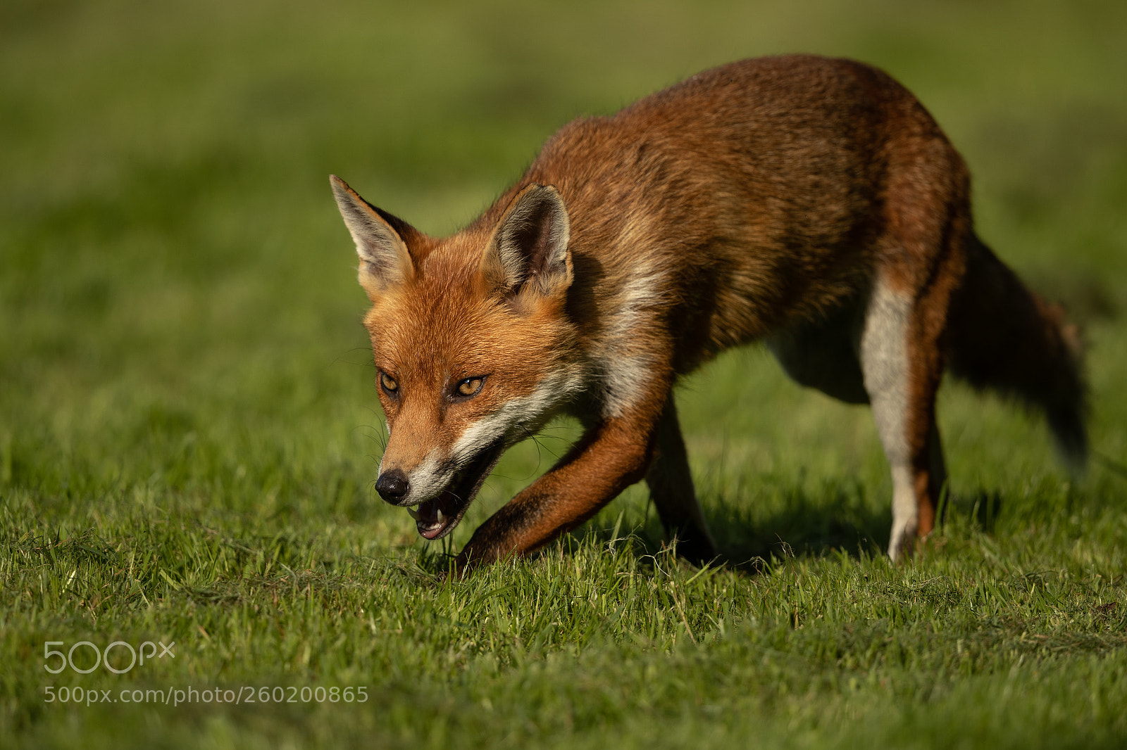 Canon EOS-1D X Mark II sample photo. Fox 6 photography