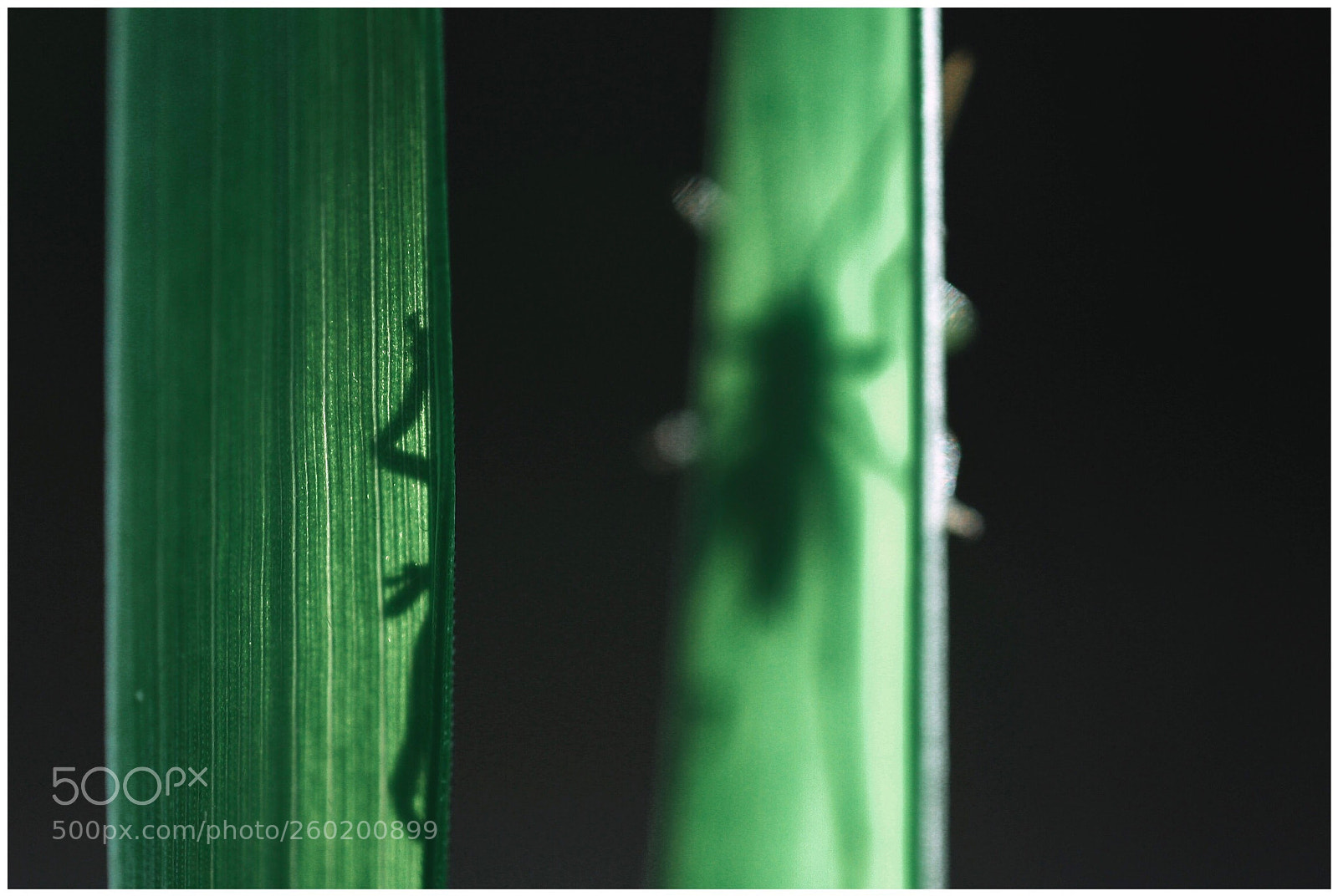 Canon EOS 6D sample photo. Shadow photography
