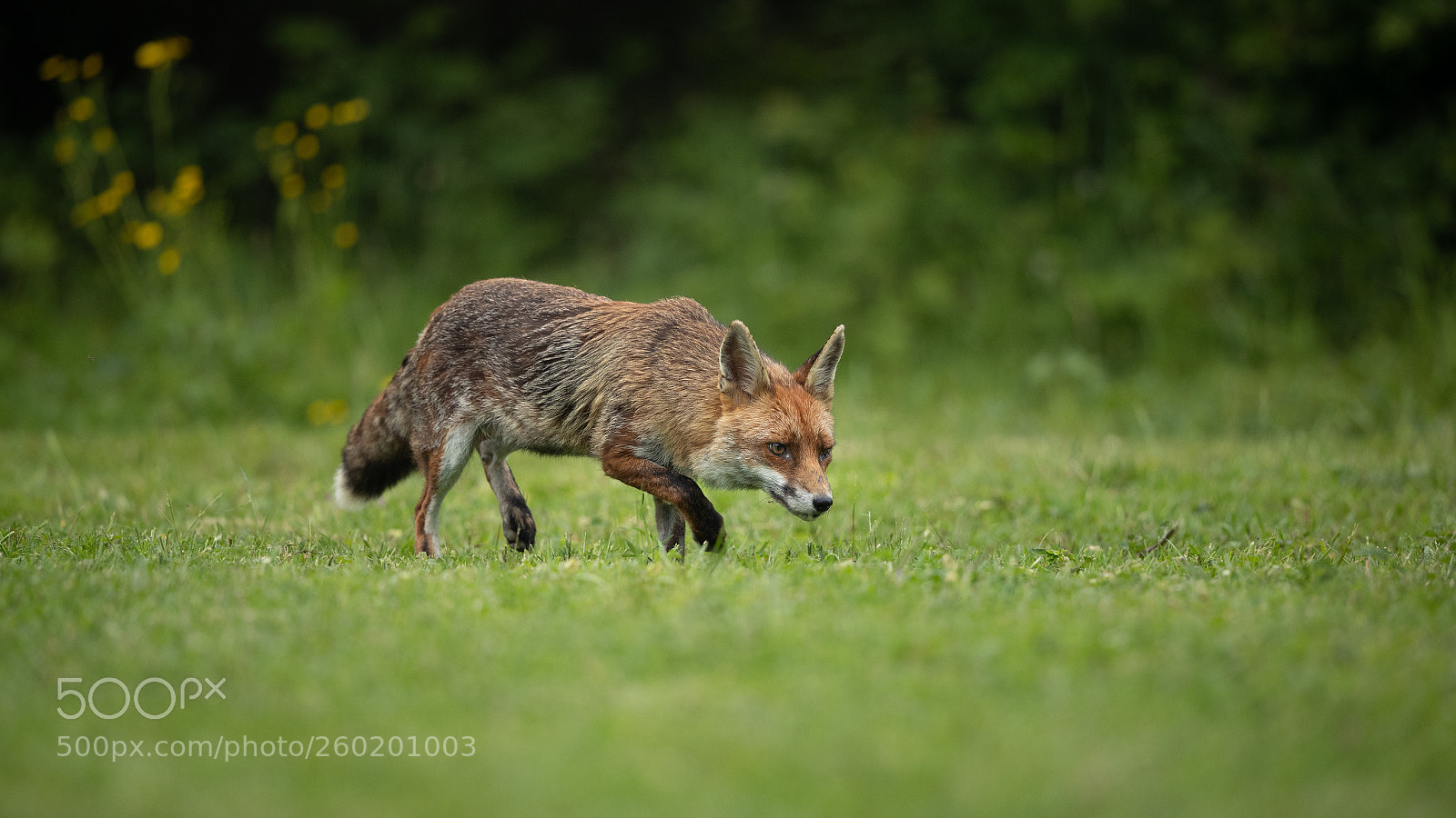 Canon EOS-1D X Mark II sample photo. Fox 7 photography