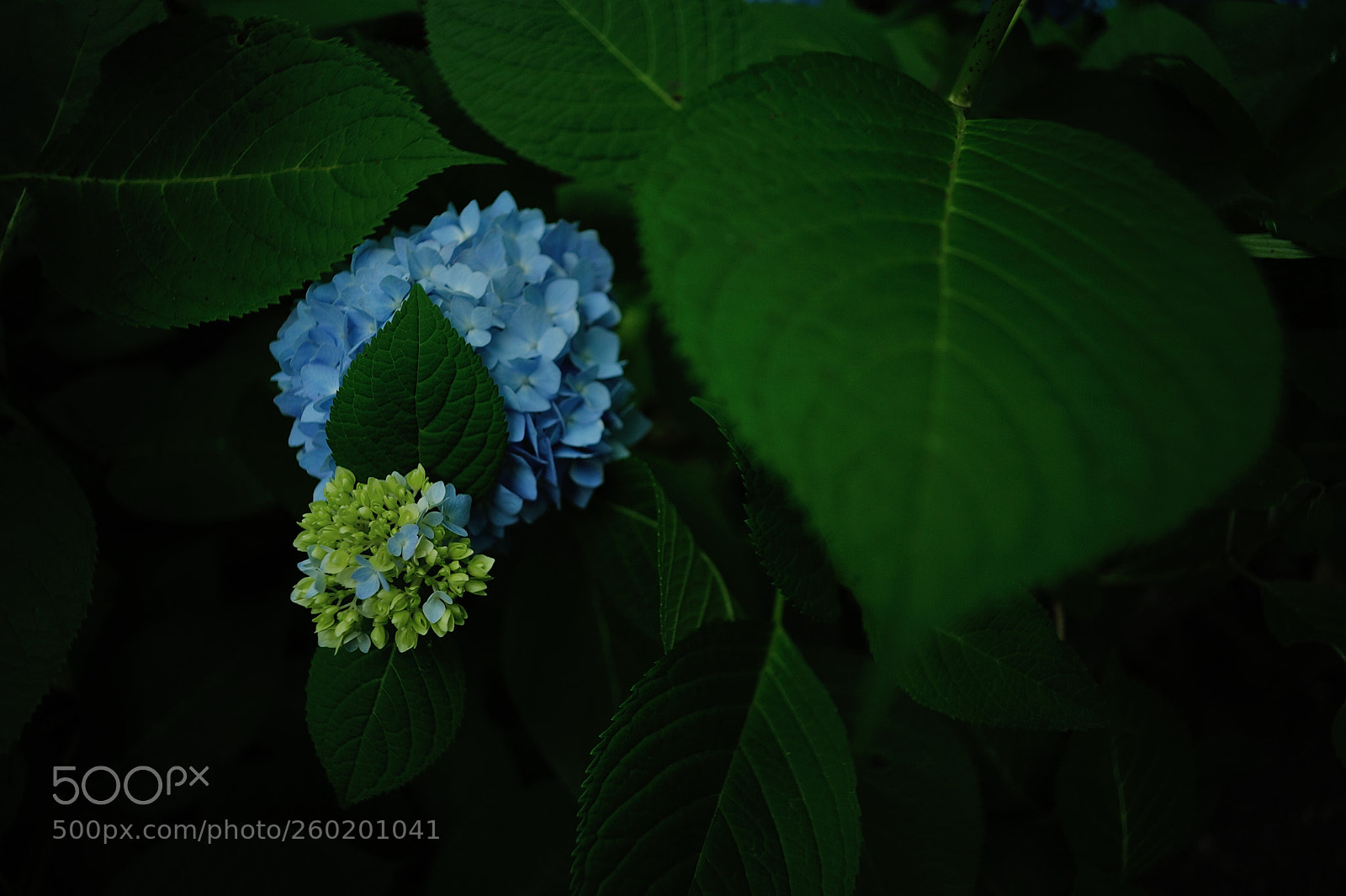 Nikon D700 sample photo. Duo photography