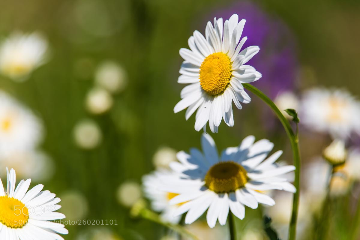 Canon EOS 6D sample photo. Daisy flowers photography
