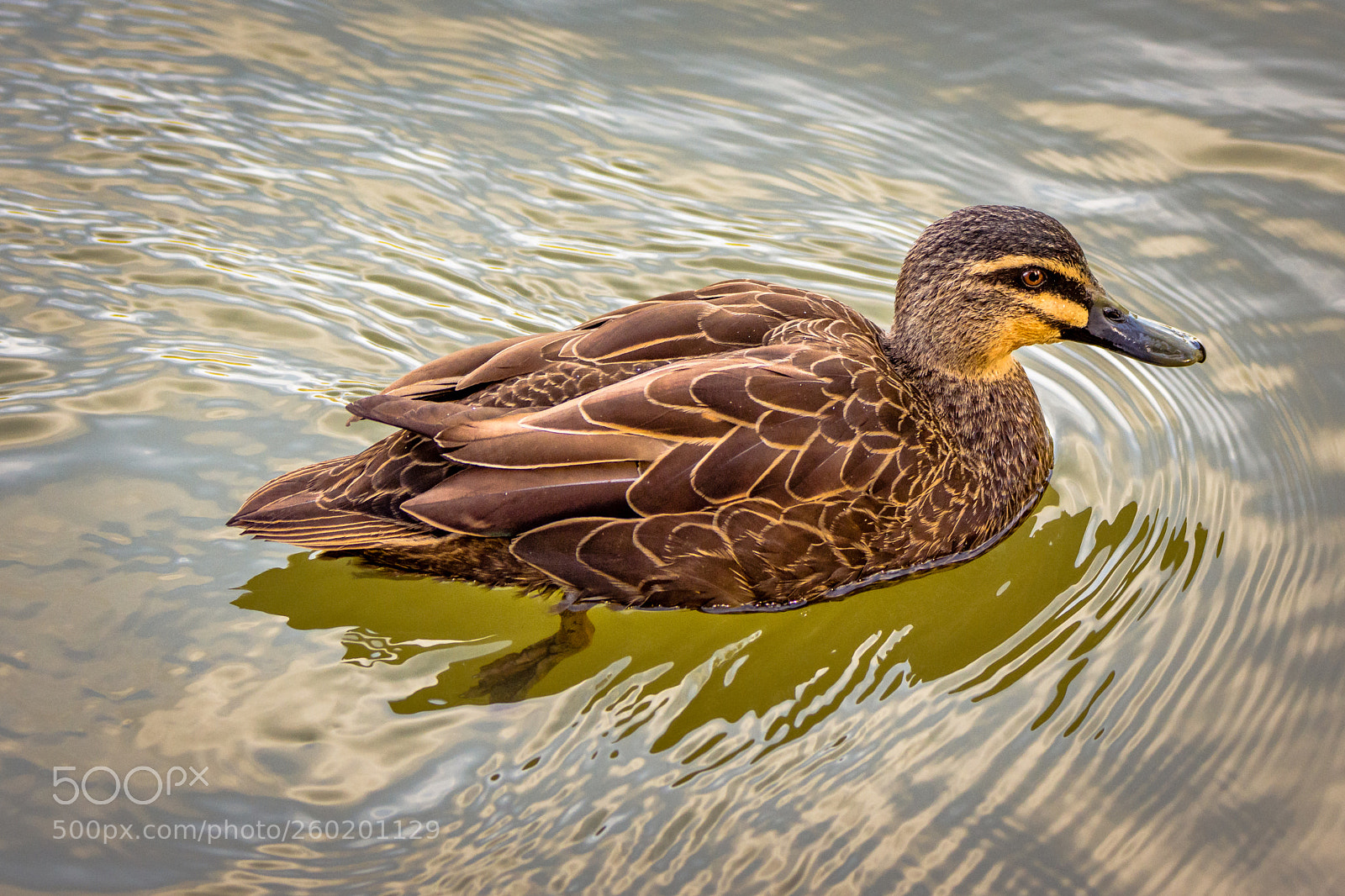 Nikon D7200 sample photo. Pacific black duck photography