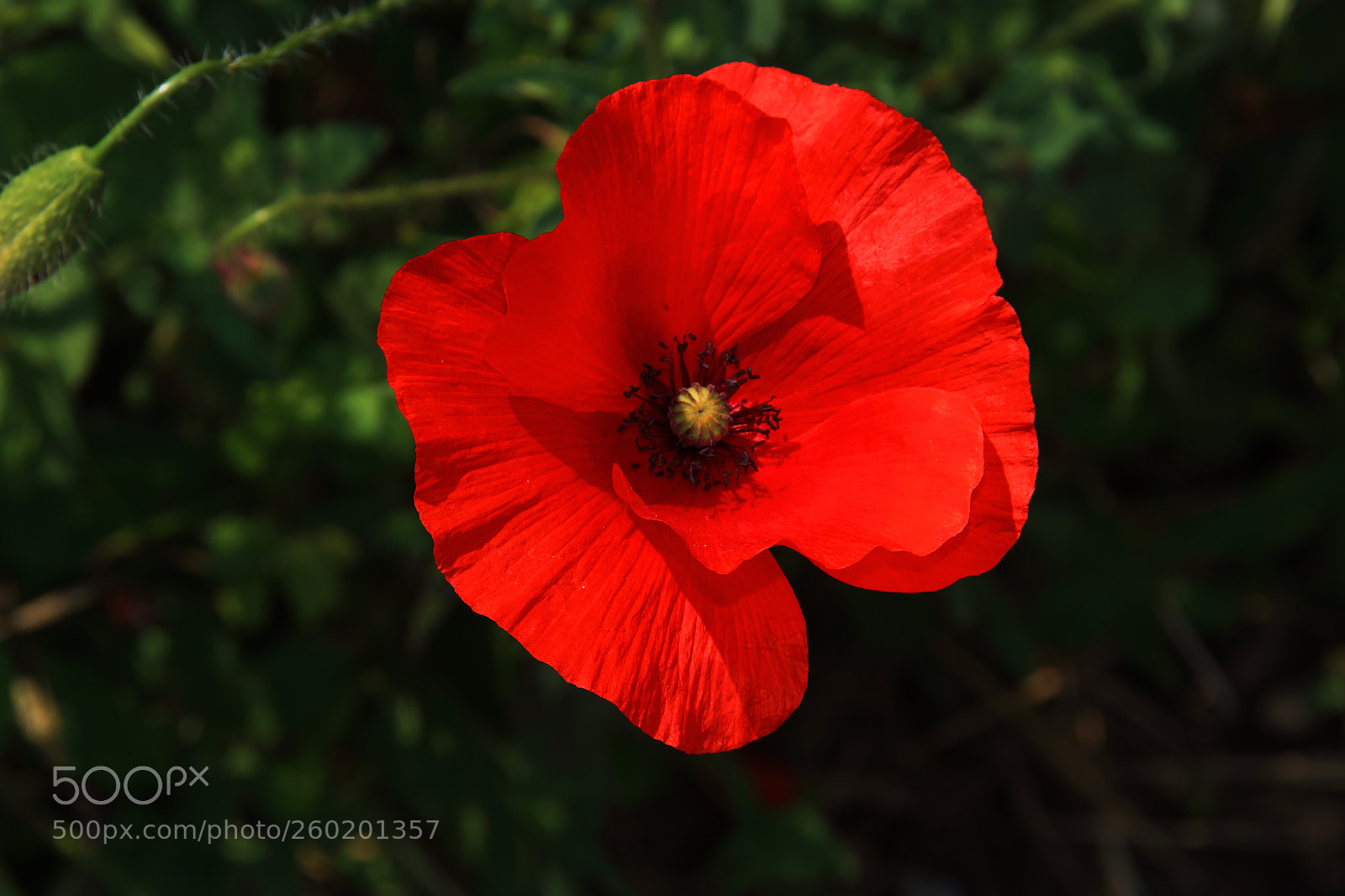 Canon EOS 1300D (EOS Rebel T6 / EOS Kiss X80) sample photo. Red poppy in the photography