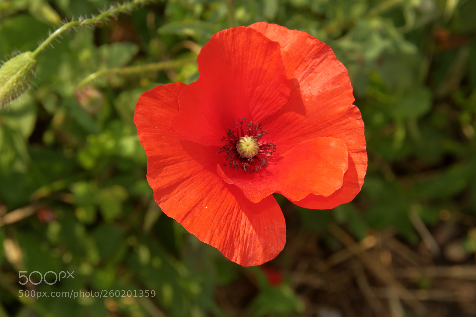 Canon EOS 1300D (EOS Rebel T6 / EOS Kiss X80) sample photo. Red poppy in meadow photography