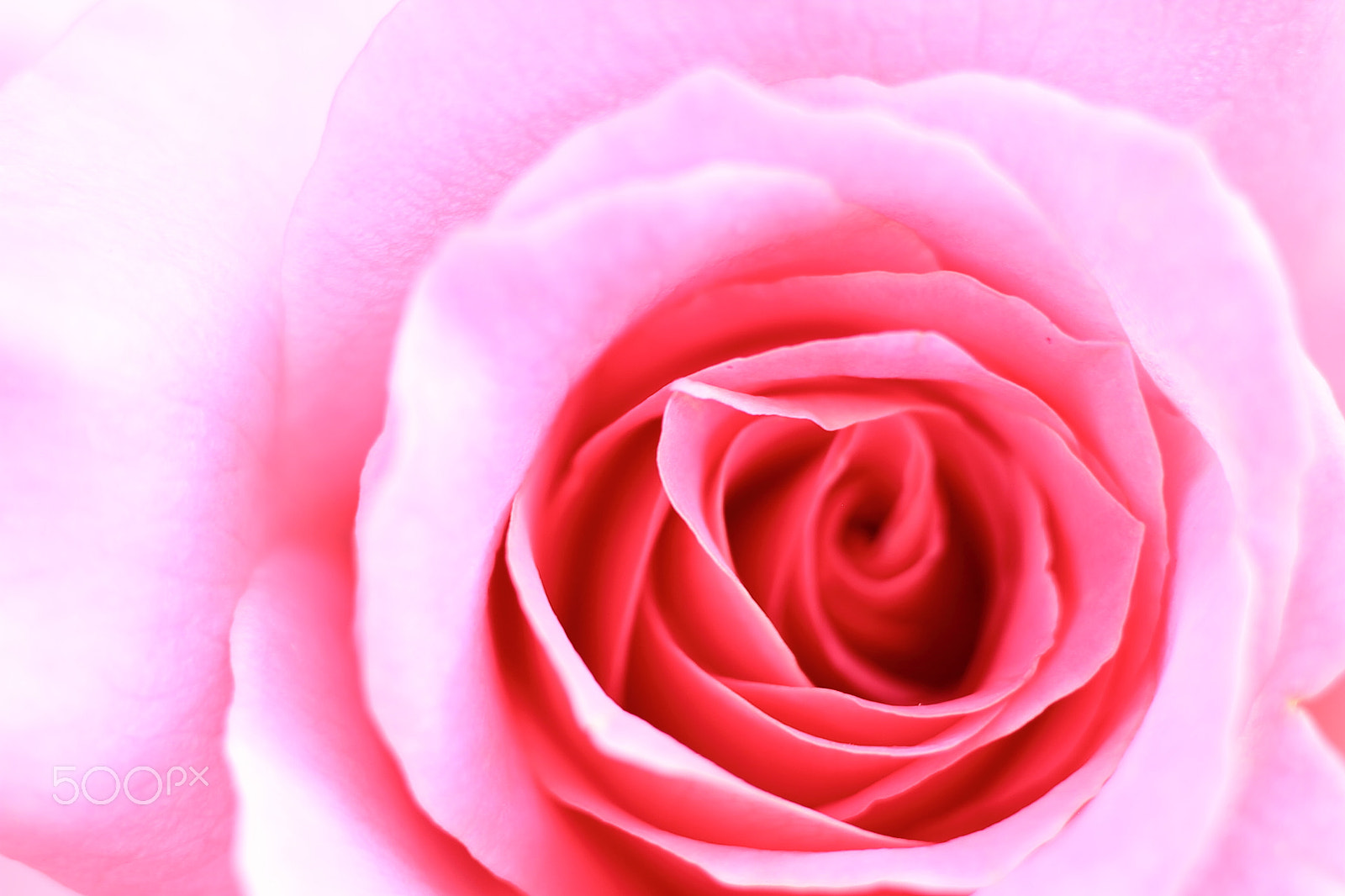 Canon EOS 7D + Canon EF 50mm F1.8 II sample photo. Pink rose photography