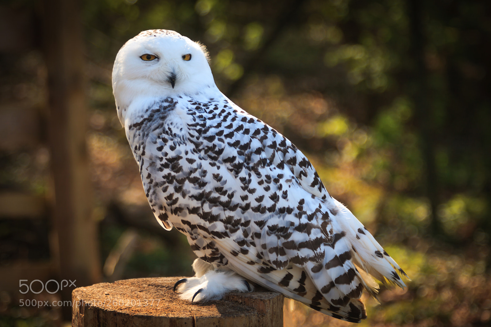 Canon EOS 5D Mark II sample photo. Snowy owl photography
