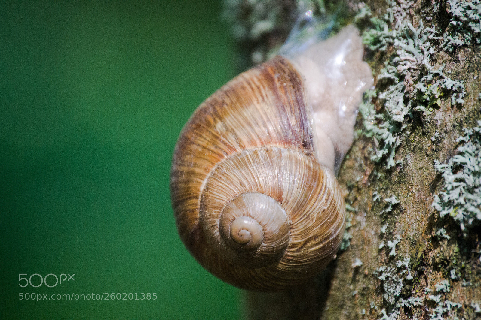 Nikon D3100 sample photo. Slug photography