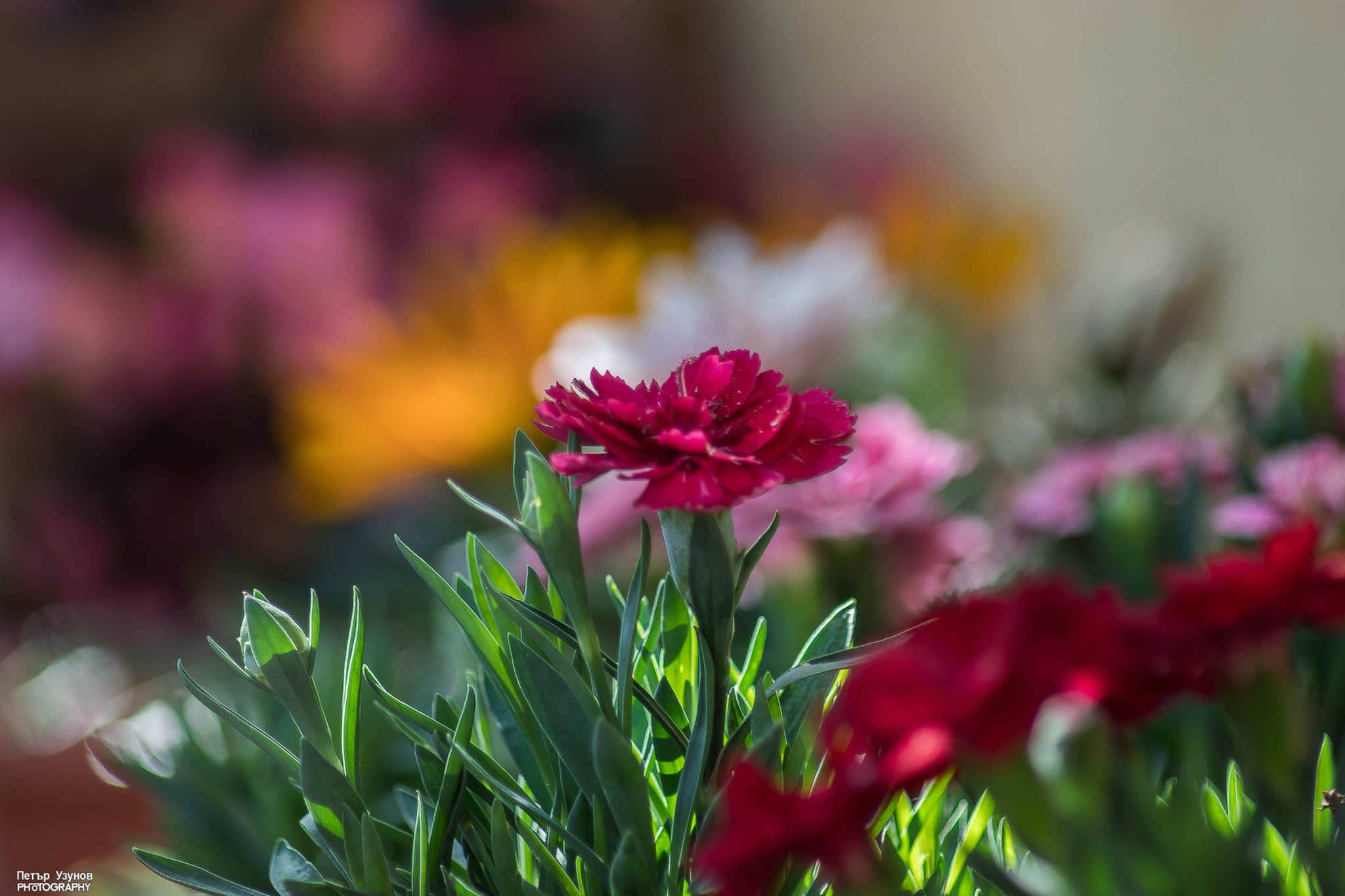 Sony SLT-A68 sample photo. Colors photography
