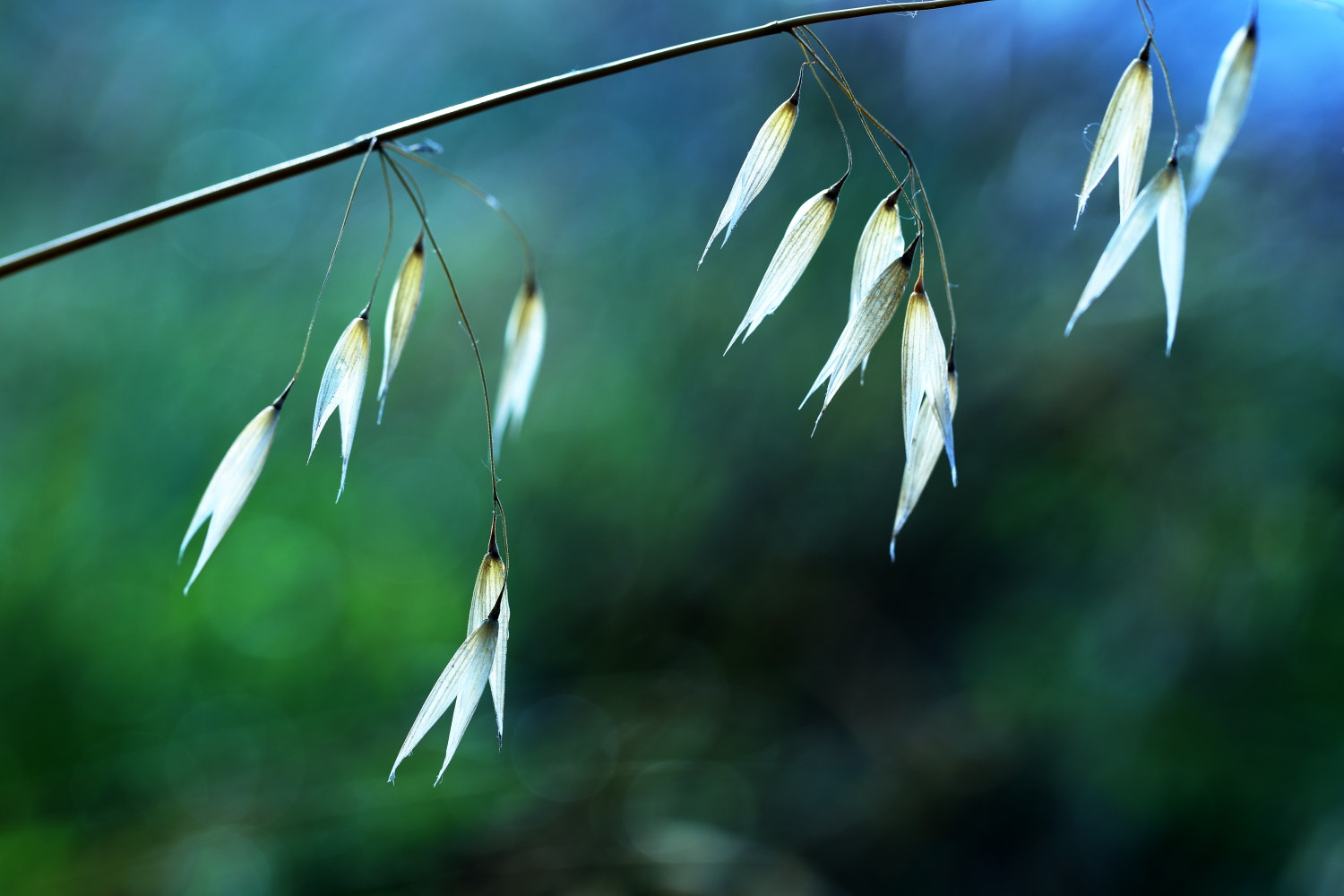 Canon EF 100mm F2.8L Macro IS USM sample photo. 春天的微风 photography