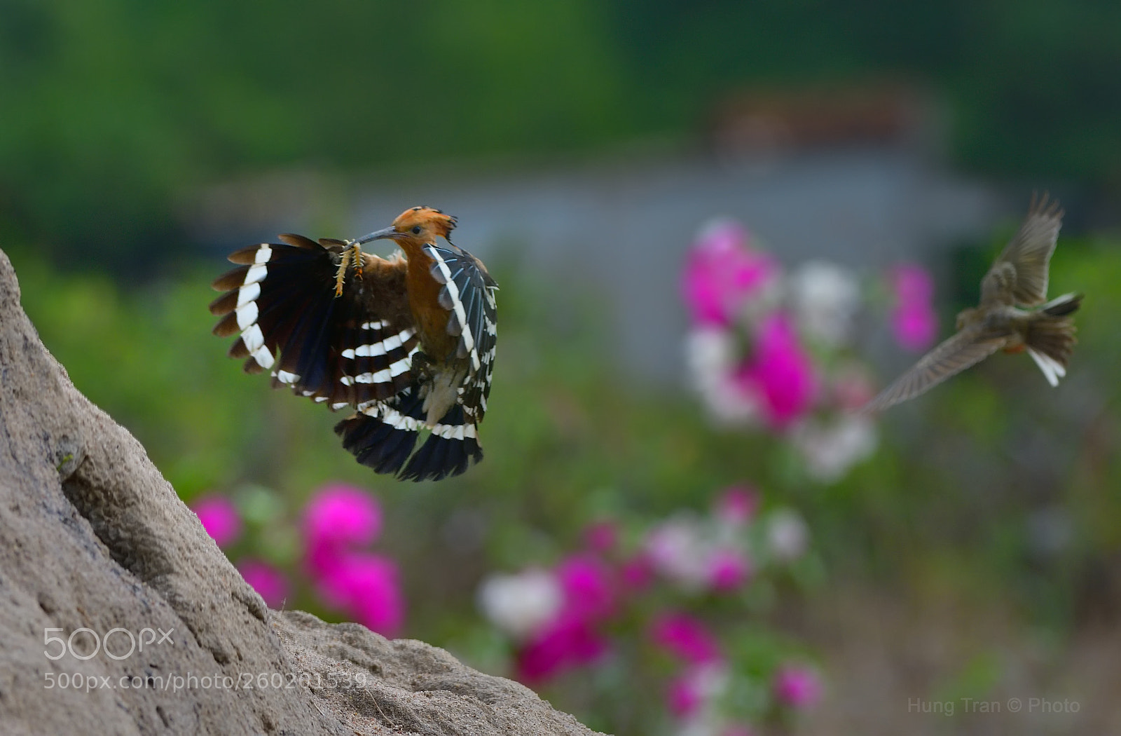 Nikon D500 sample photo. Hoopoe photography