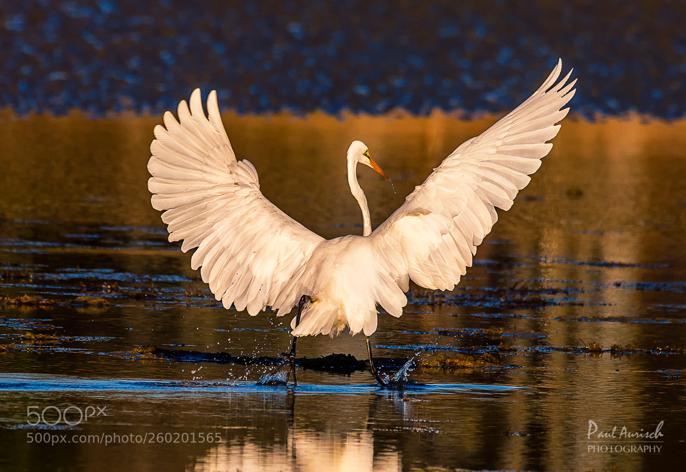 Nikon D500 sample photo. Great egret photography