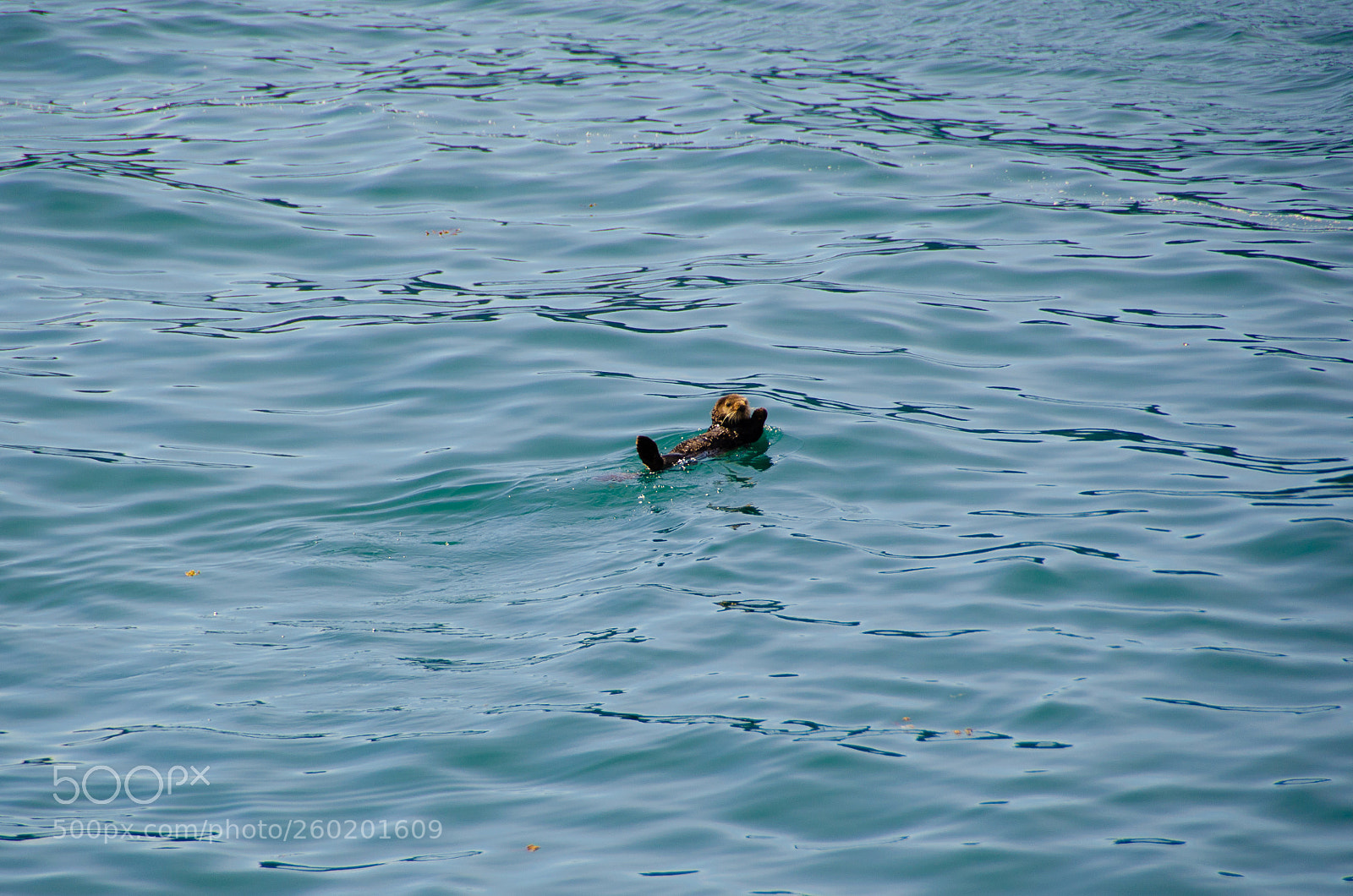 Nikon D5100 sample photo. Untitled photography