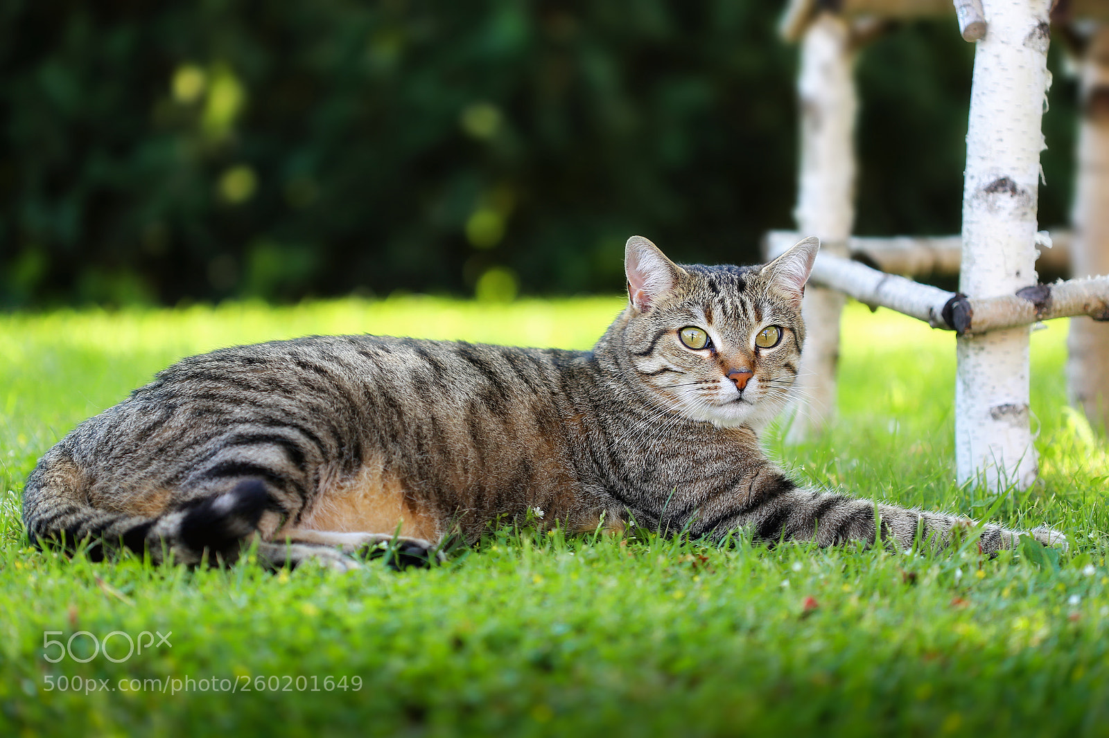 Canon EOS 6D sample photo. Miko photography
